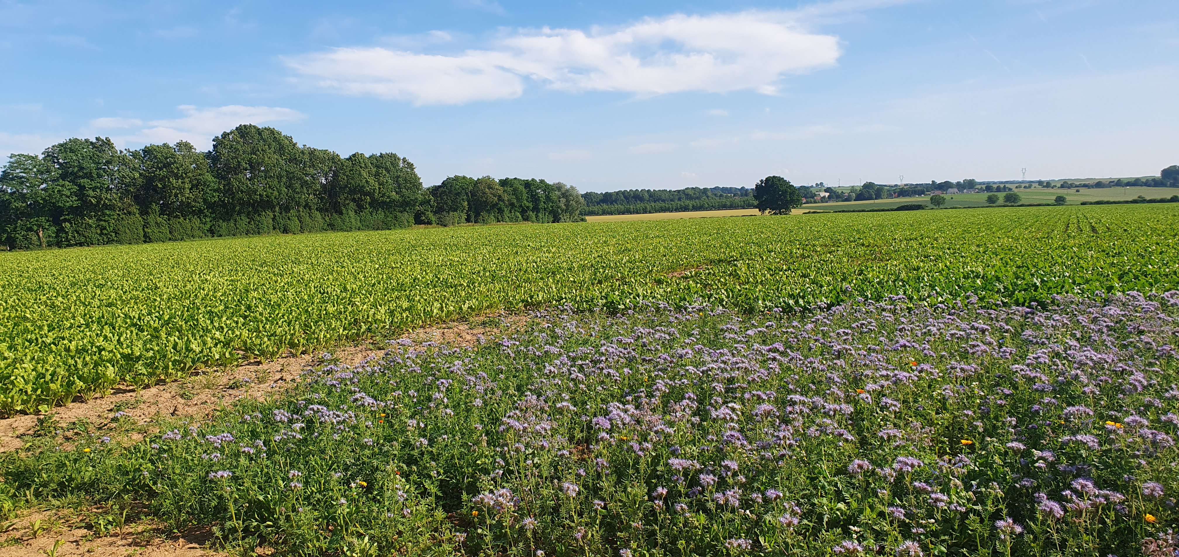 Champ de betteraves, juin 2023