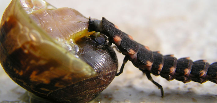 Une larve de lampyre injectant du venin à l'escargot