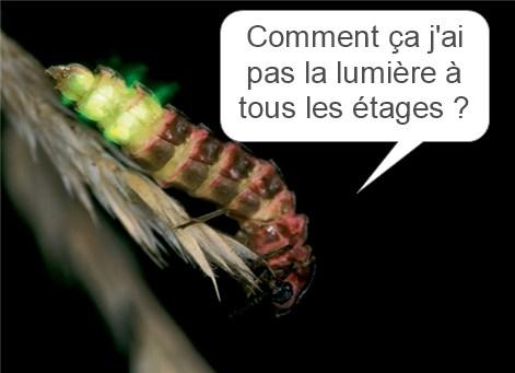 Lampyre femelle