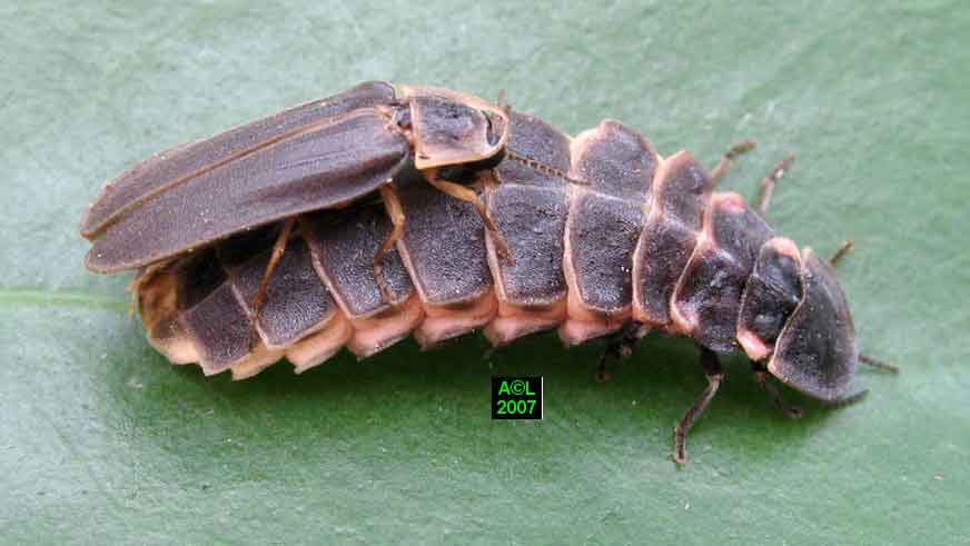 Accouplement de lampyres © insectes-net.fr (ce site est incroyable)