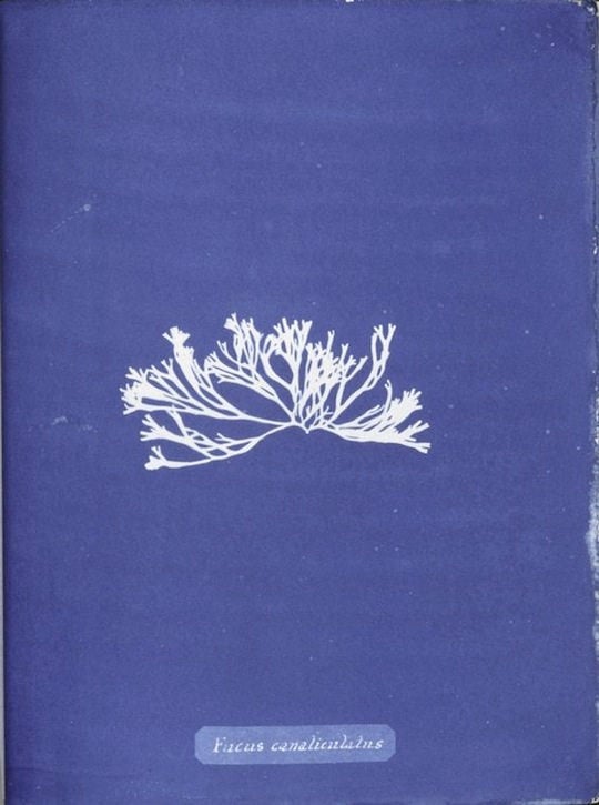Cyanotype de l'algue Fucus canaliculatus dans Photographs of British Algae: Cyanotype Impressions (1843) par Anna Atkins