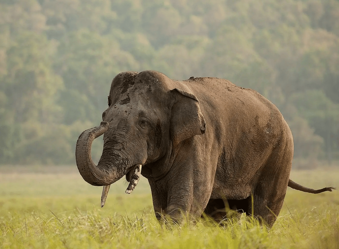 L'éléphant d'Asie est classé en danger d'extinction, selon l'UICN.