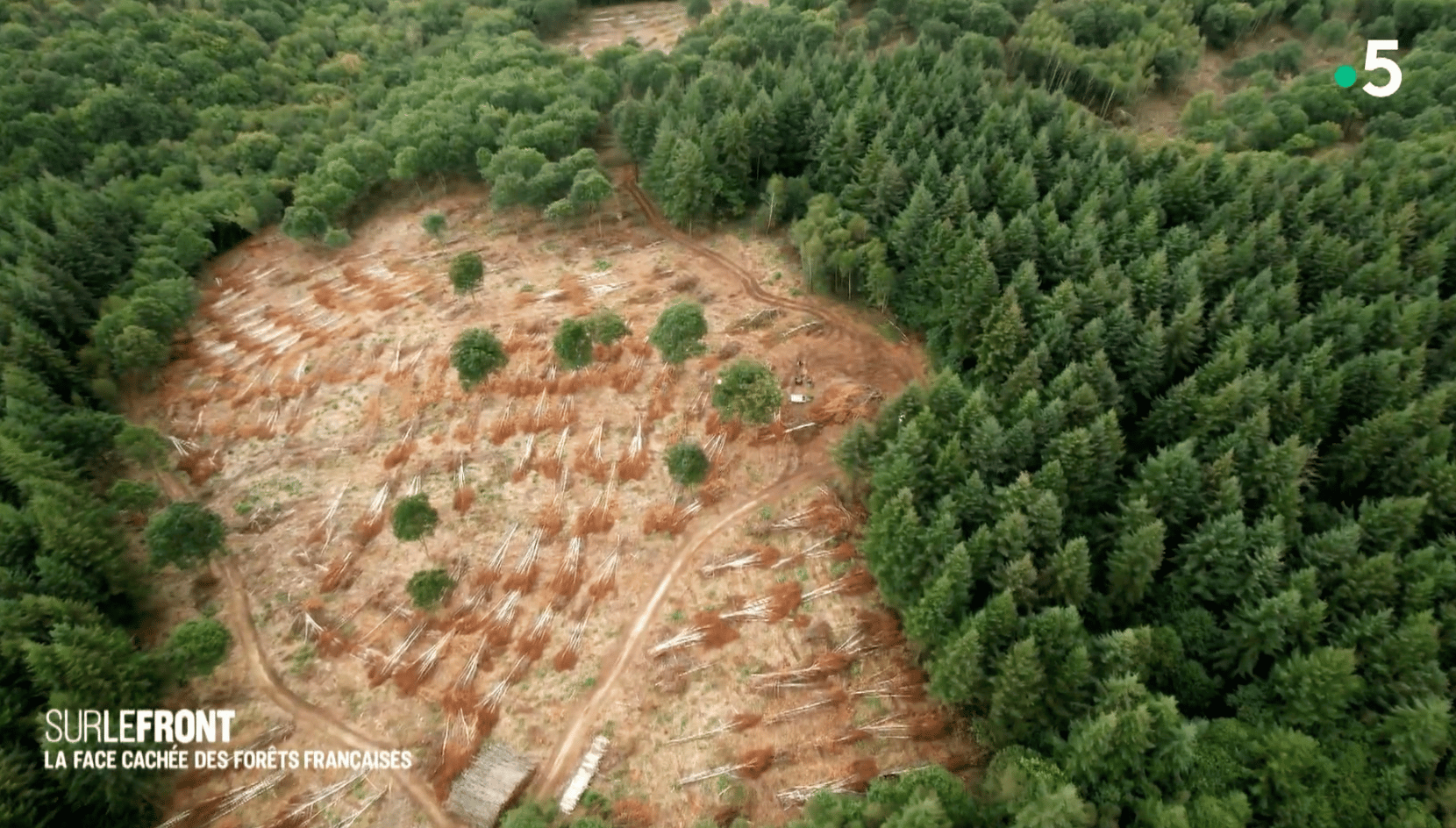 Les coupes rases laissent des plaies béantes dans les forêts. (image Sur le front, Winter Productions)
