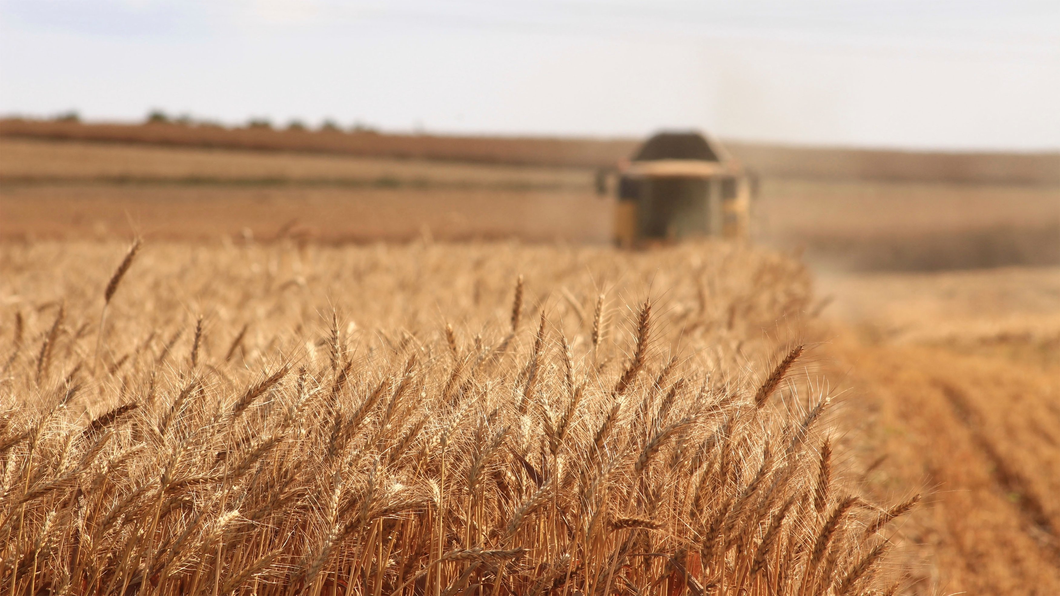 Tracteur récoltant des grains de blé dans un champ agricole en Pologne ©Wikimedia Commons