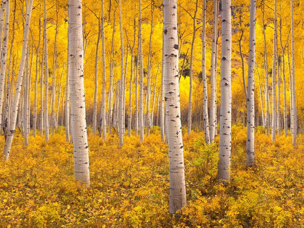Source : NANPA - North American Photography Association