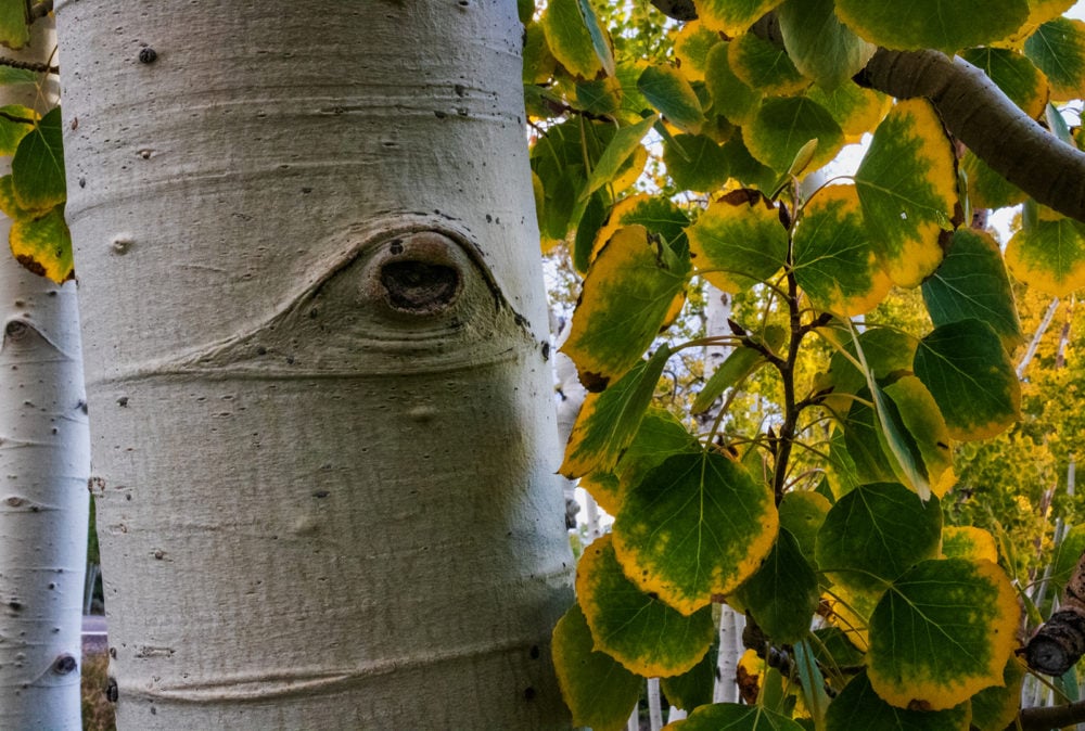 Source : NANPA - North American Photography Association