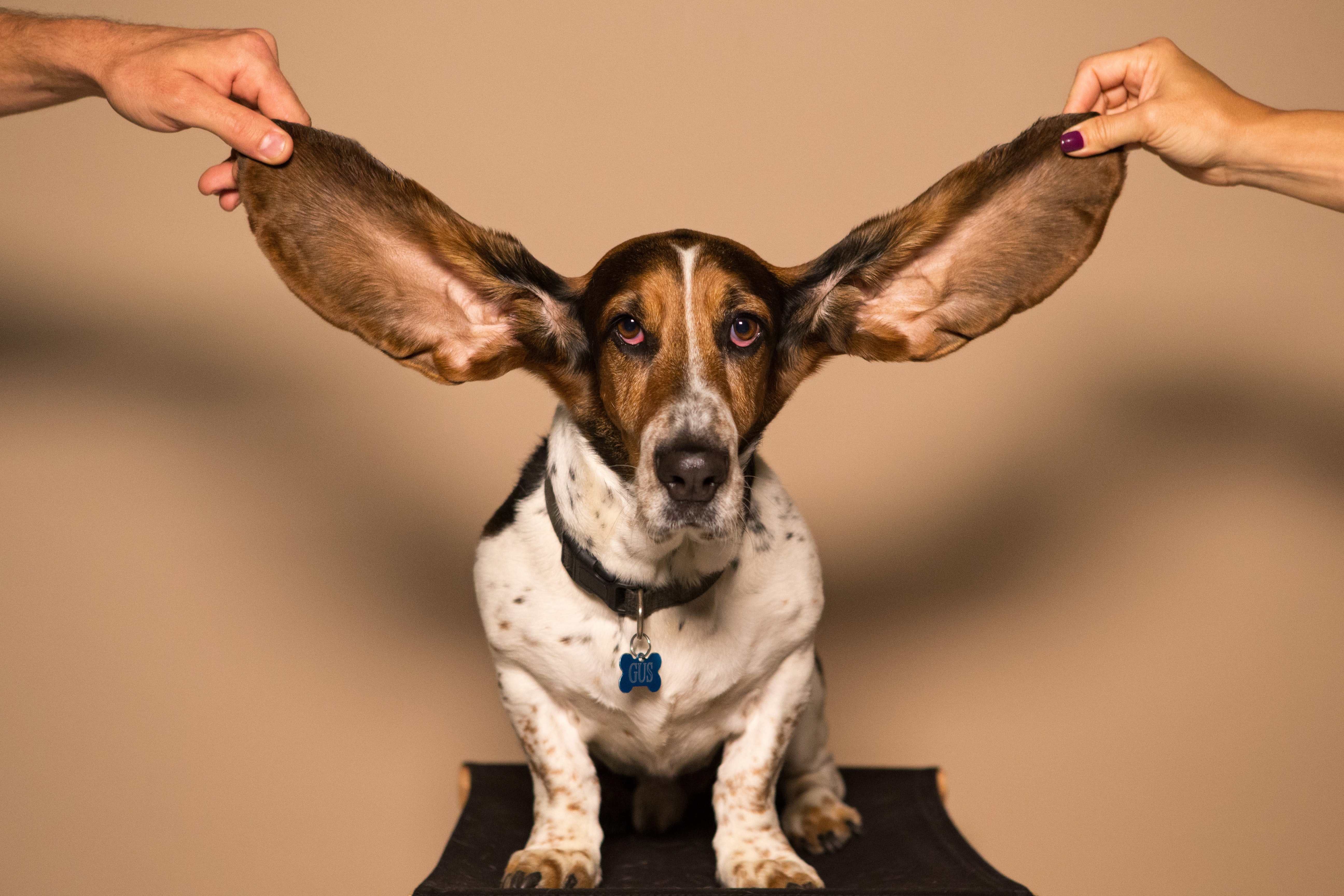 L'éroticaudio : des productions qui ont du chien. (Photo : Kyle Smith/Unsplash)