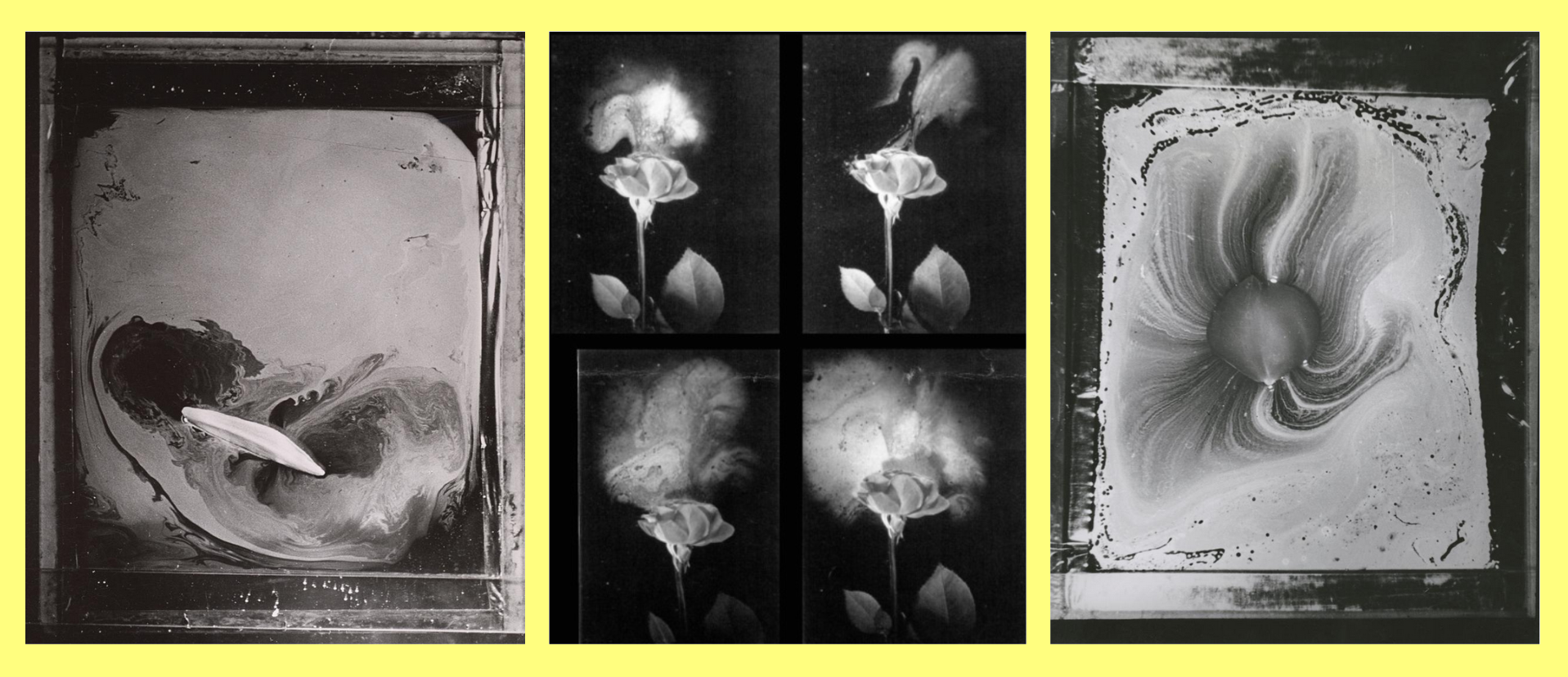 De gauche à droite : White Lily's fragrance and petals photographed in monomolecular layer / Fragrance of a rose / Rose petal exhaling its fragrance © The Josef and Yaye Breitenbach Charitable Foundation