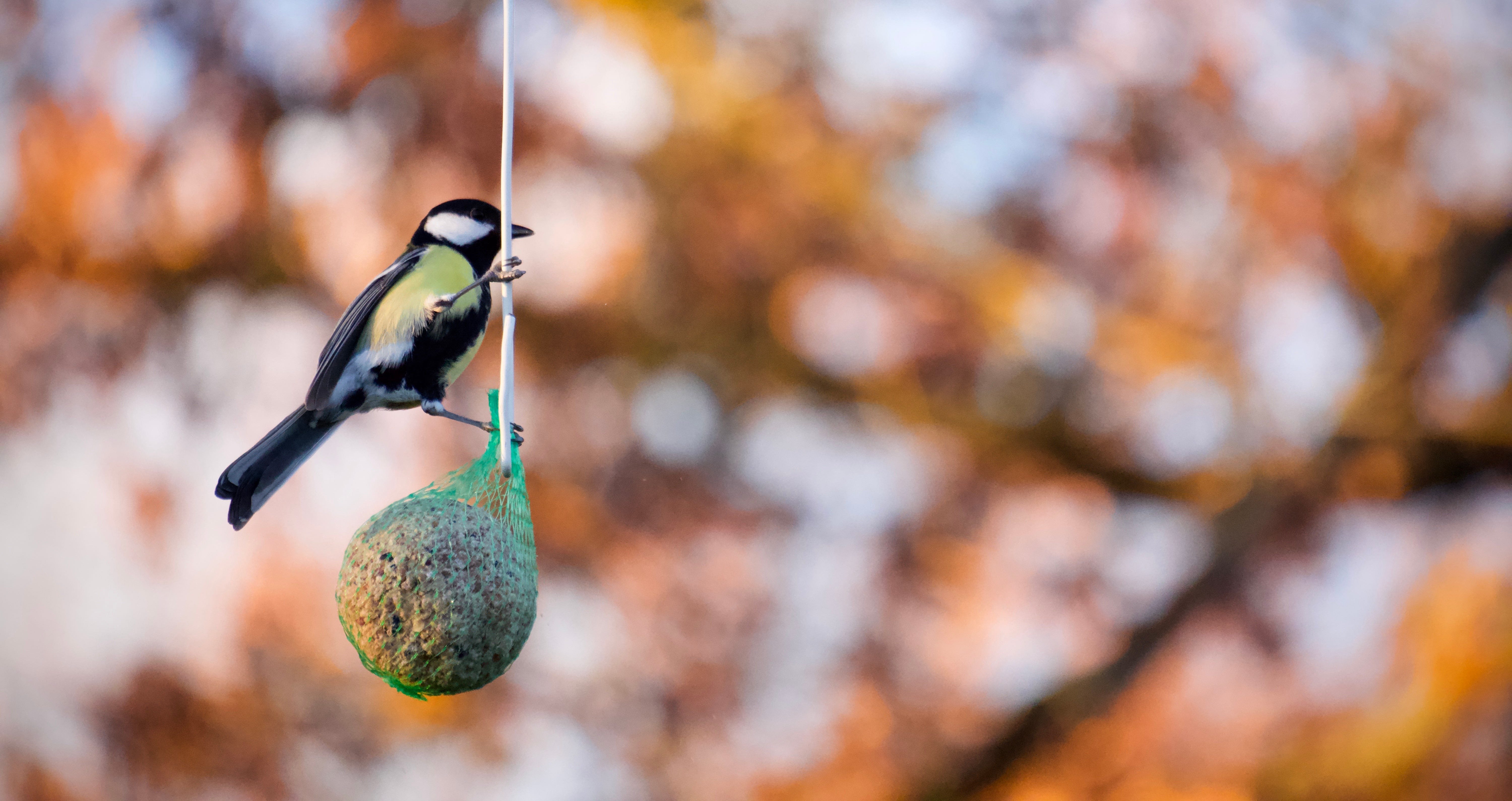 L’oiseau - Petitlouproduction - Victor Verdié