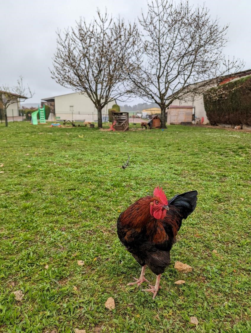Un coq nous juge.