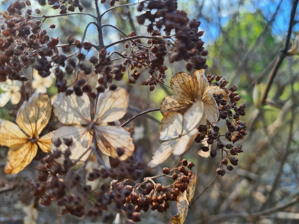 Des papillons zombies mangeurs de graines de poivre. Ou des fleurs. Jolies aussi.
