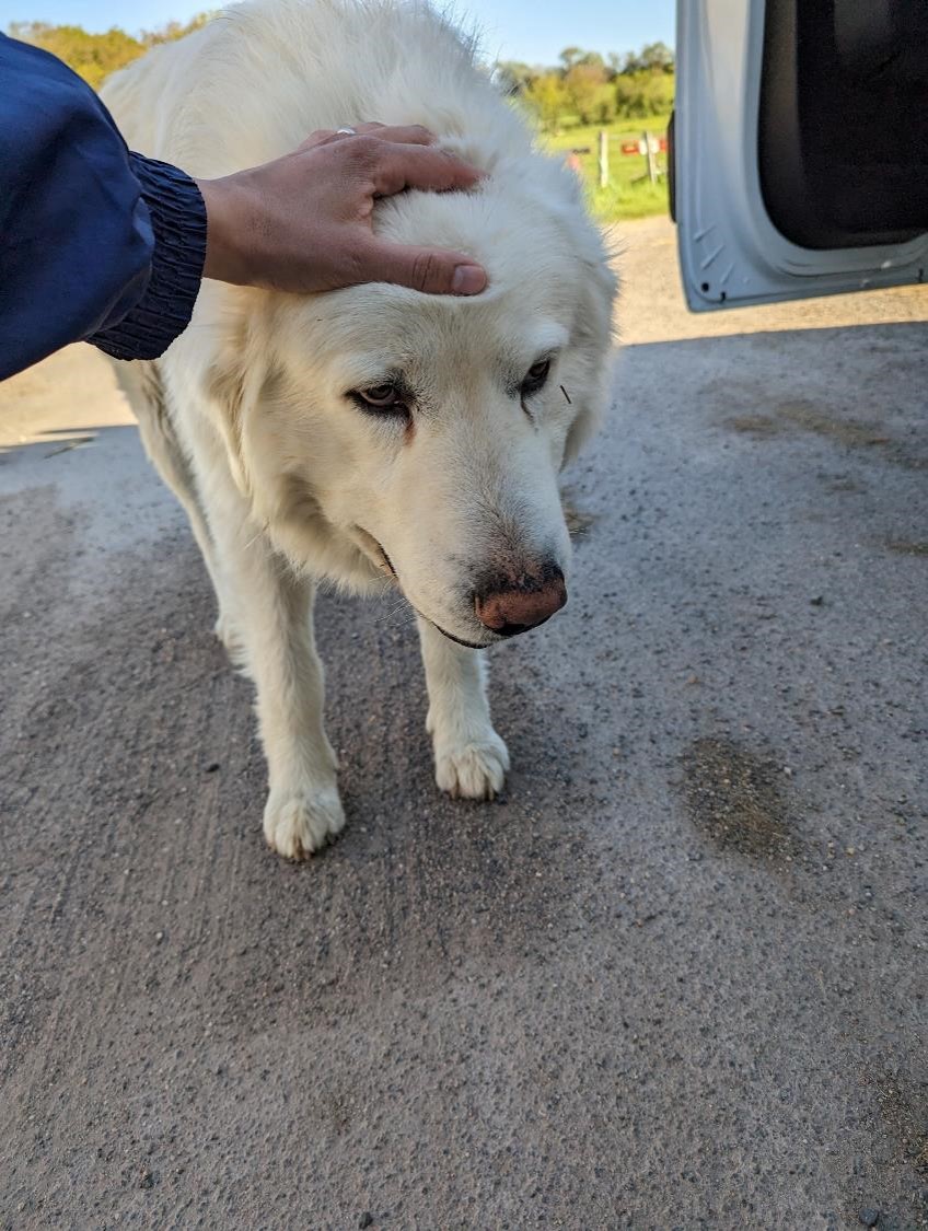 Un des gros toutous de la famille, à la recherche de câlins.
