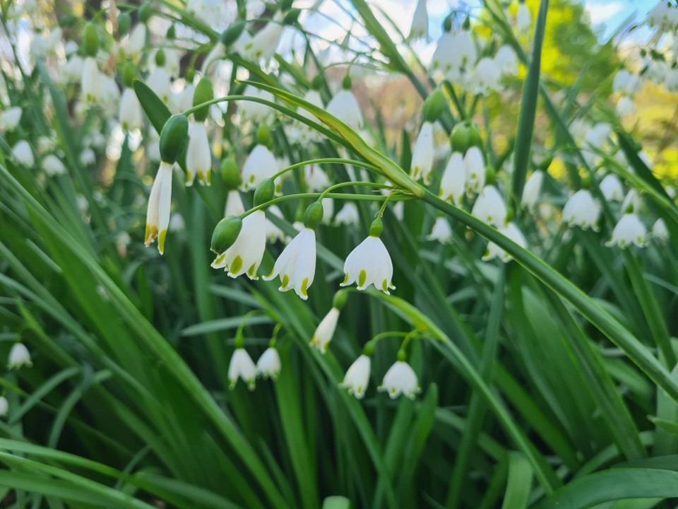 De jolies fleurs du parc floral qu’on a aussi mis sur insta mais vous n’êtes pas omniscients comme nous le sommes.
