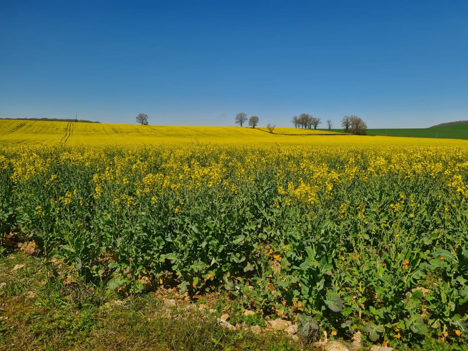 Tout ce jaune, ça donne envie de rouler à l’huile de colza.