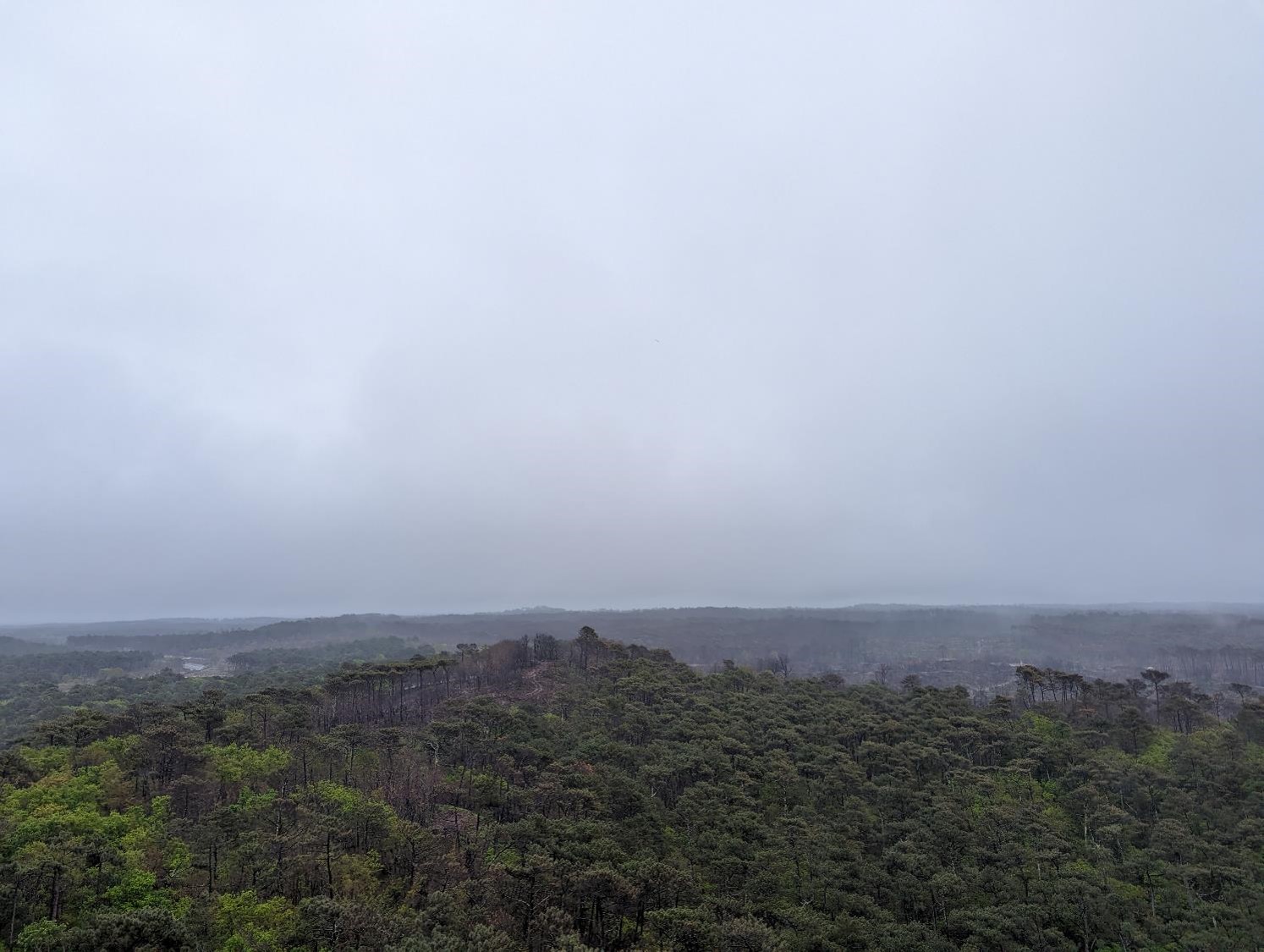 La forêt éparse autour de la dune…