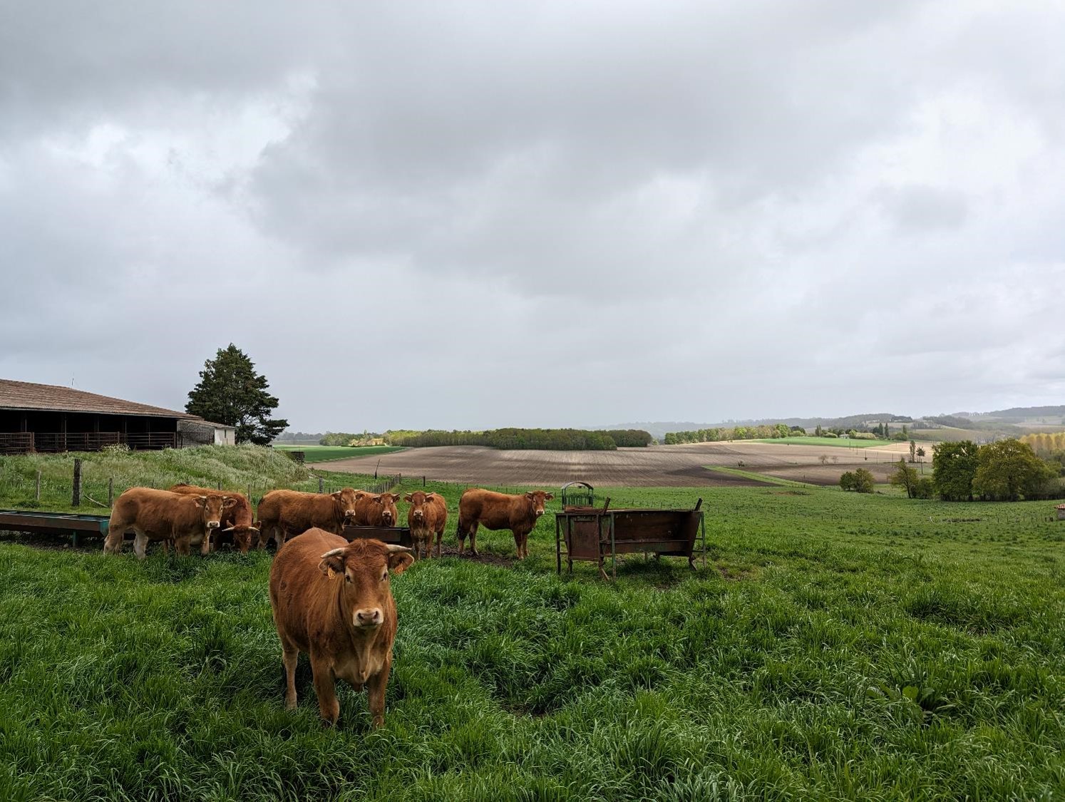 T’as de beaux yeux l’bovin.