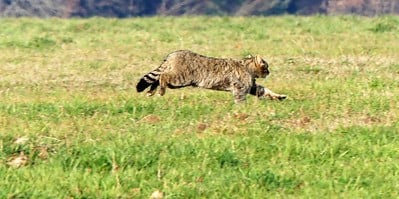Image d'illustration - Chat forestier Vosges - 23 janvier 2020 - © Yvan88 sur Flickr
