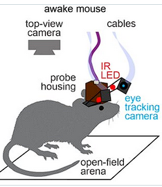 Une souris avec un casque qui analyse ses yeux pendant qu'elle dort.