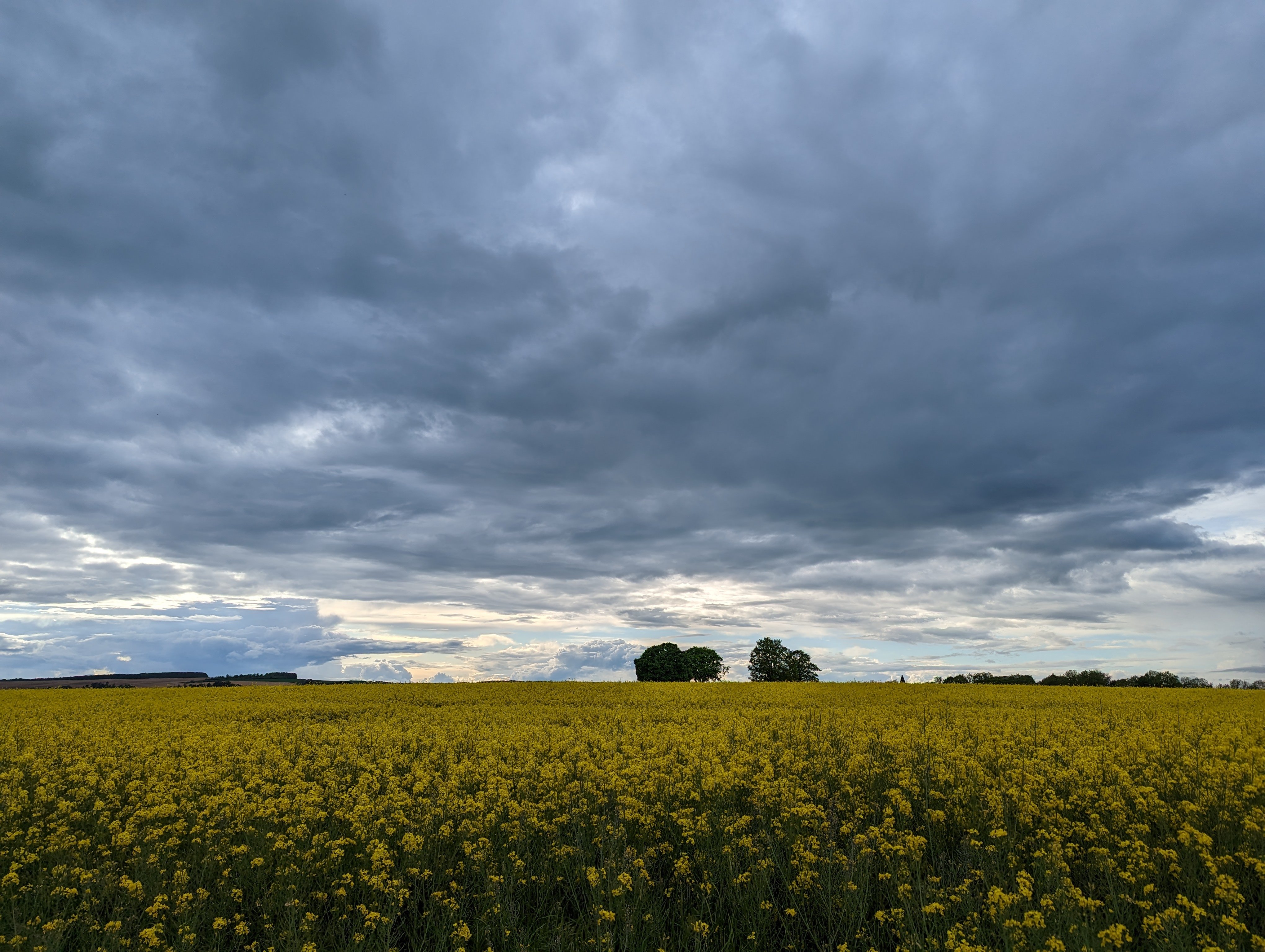 Encore et toujours pris au nez par les champs de colza en fleurs. Ça hume fort bon !