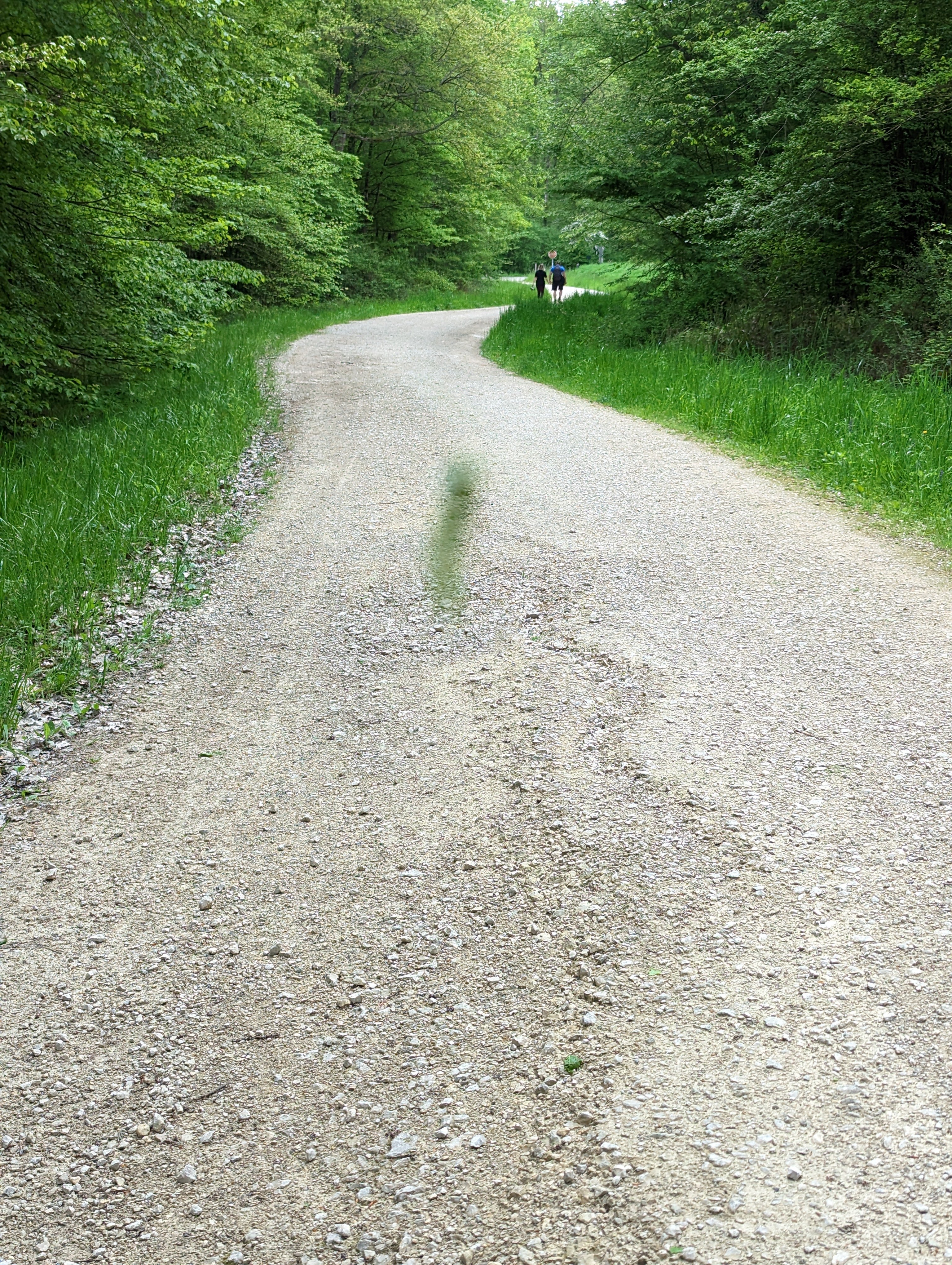 Pour cette chenille (le machin vert flou), la vie ne tient qu’à un fil.