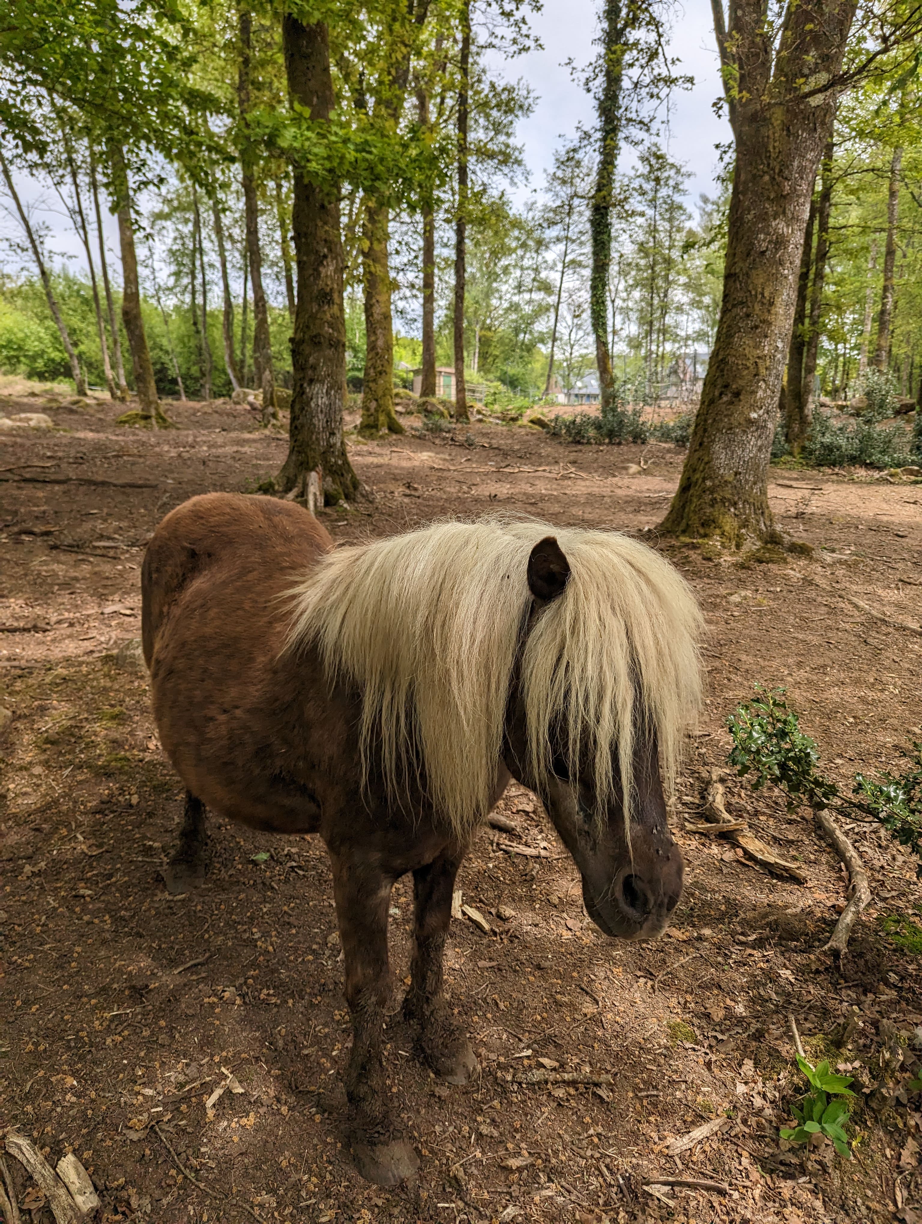 Un cheval (poney ?) au brushing impeccable !
