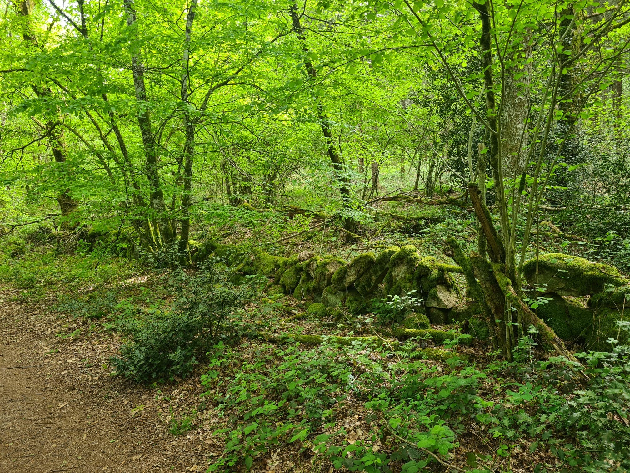Verdure sur fond vert.