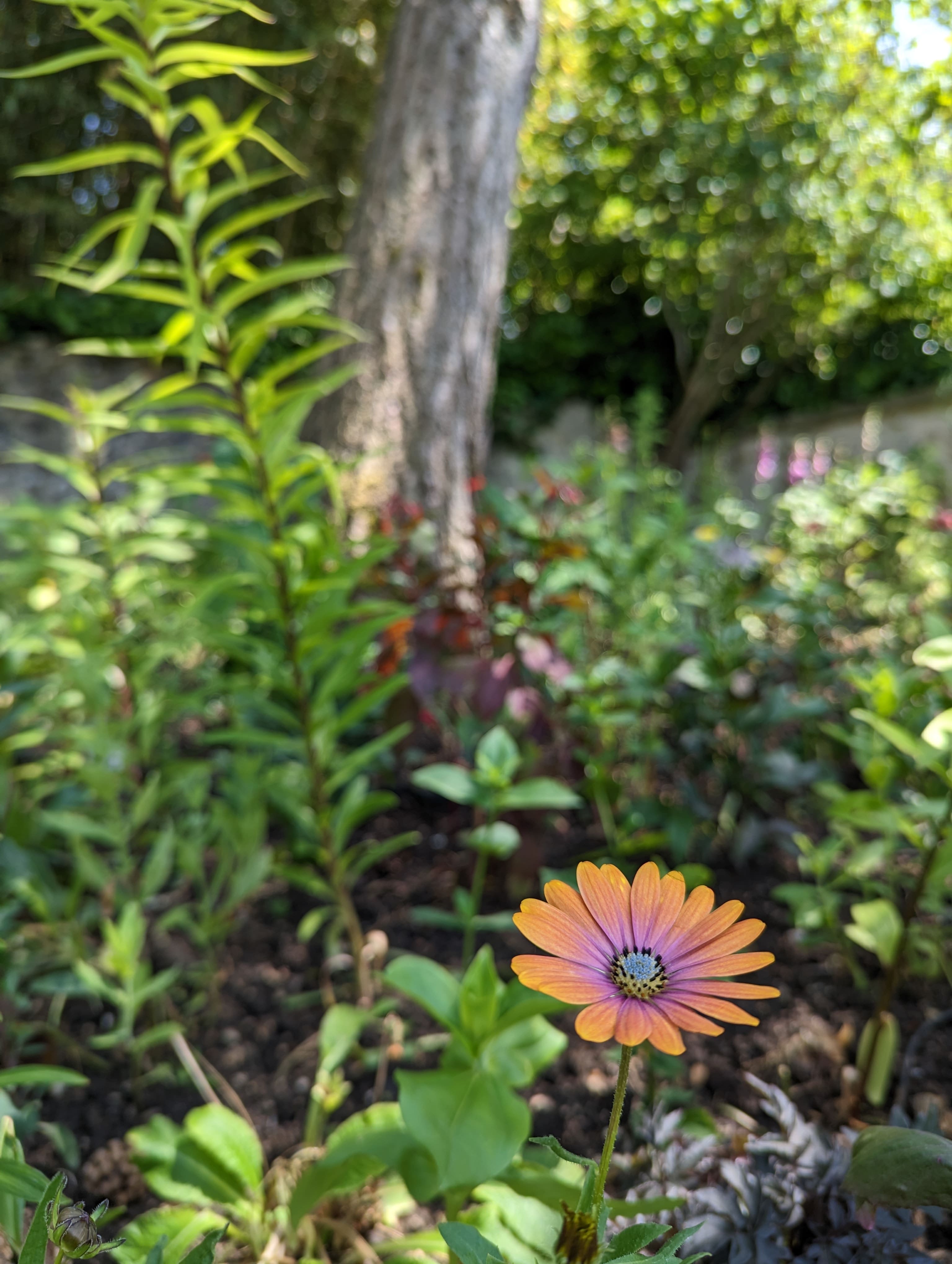 Une bien belle fleur. A priori une « marguerite africaine annuelle » si j’en crois PlantNet.