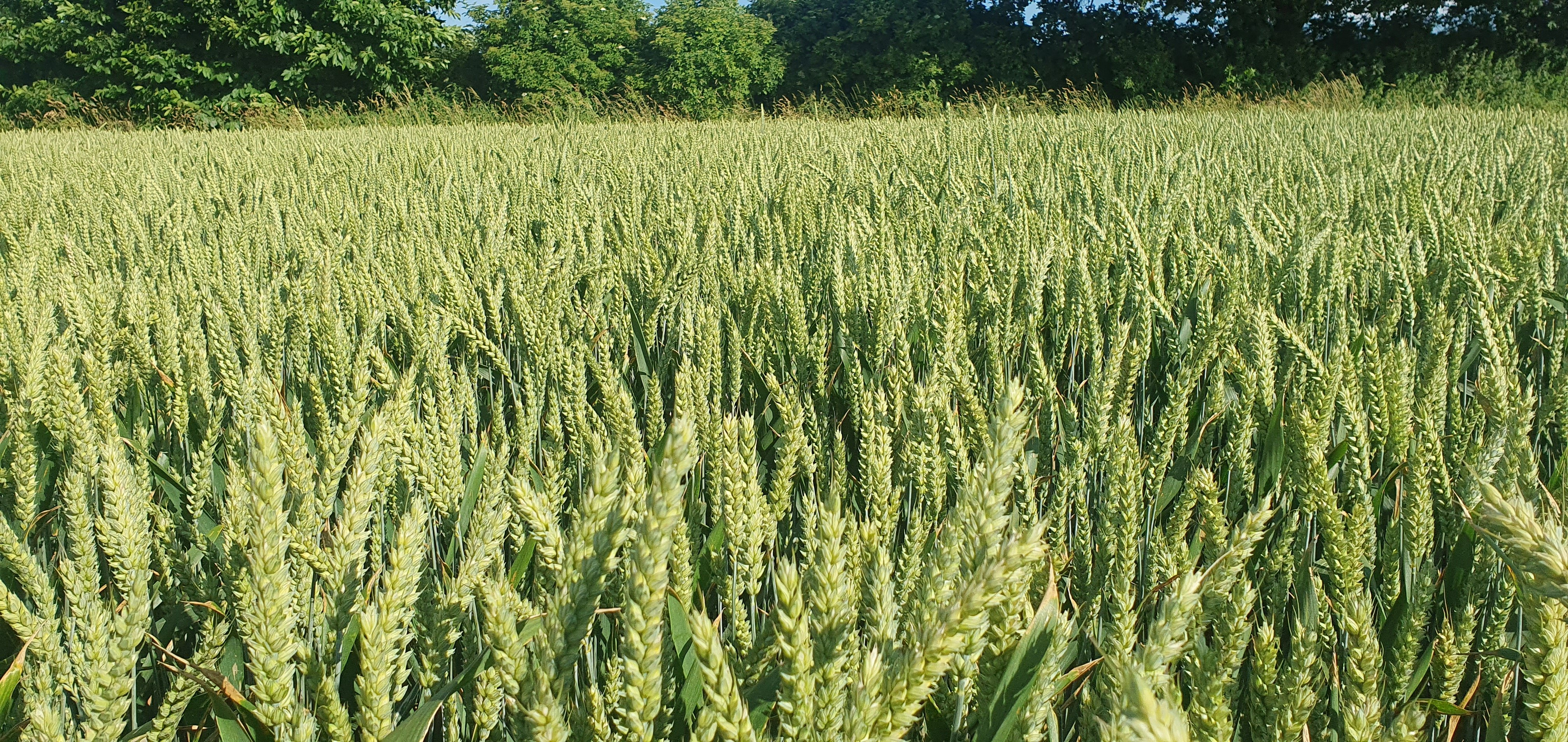 Champ de blé, juin 2023