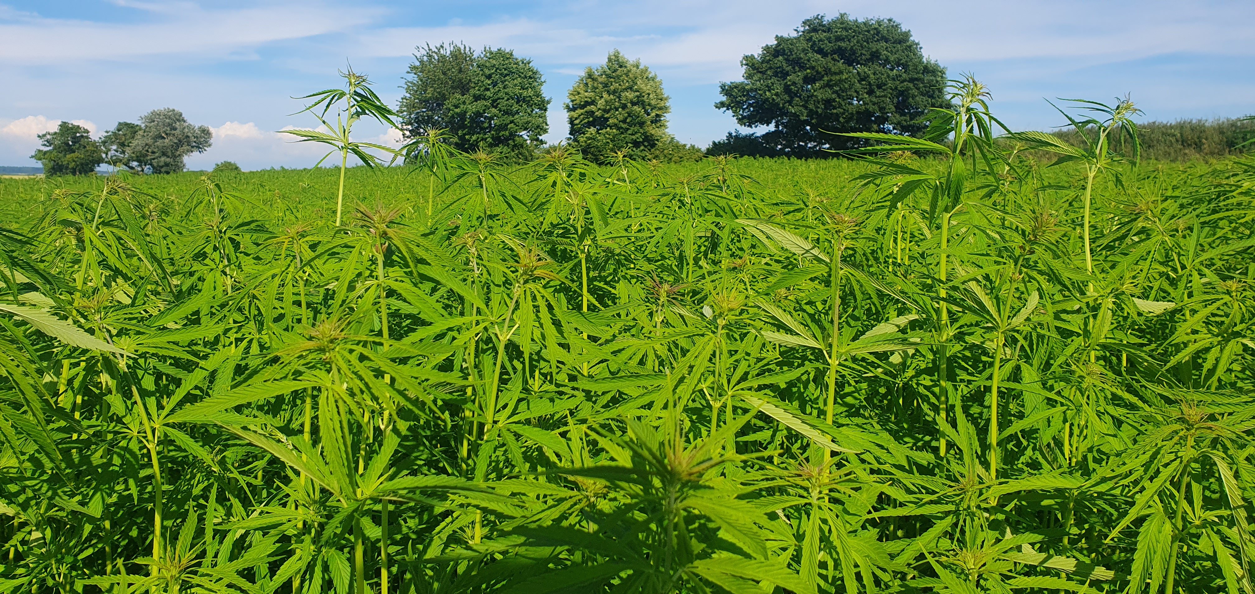 Champ de chanvre, juin 2023