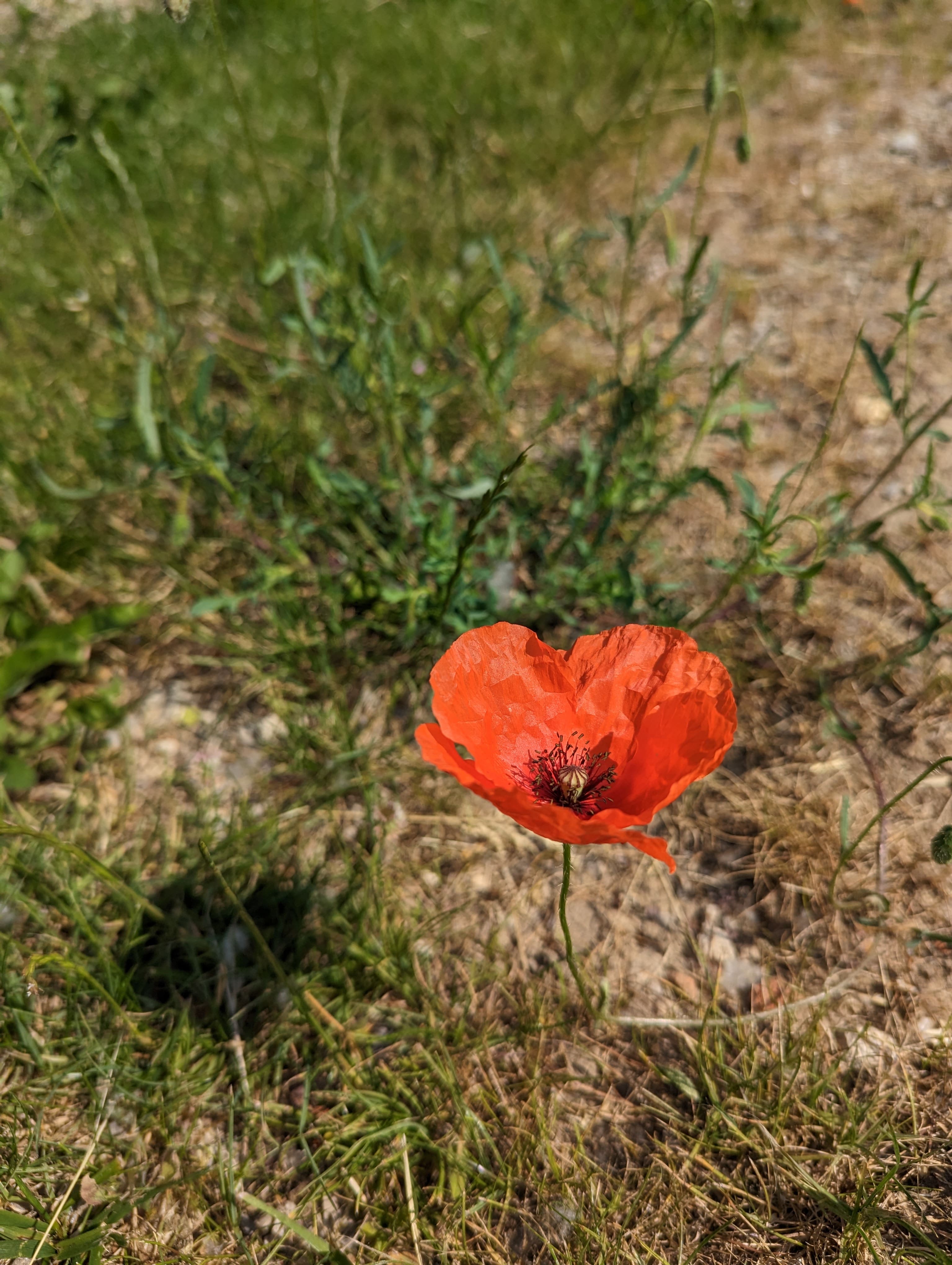 Joli coquelicot, on dirait presque un origami de papier rouge