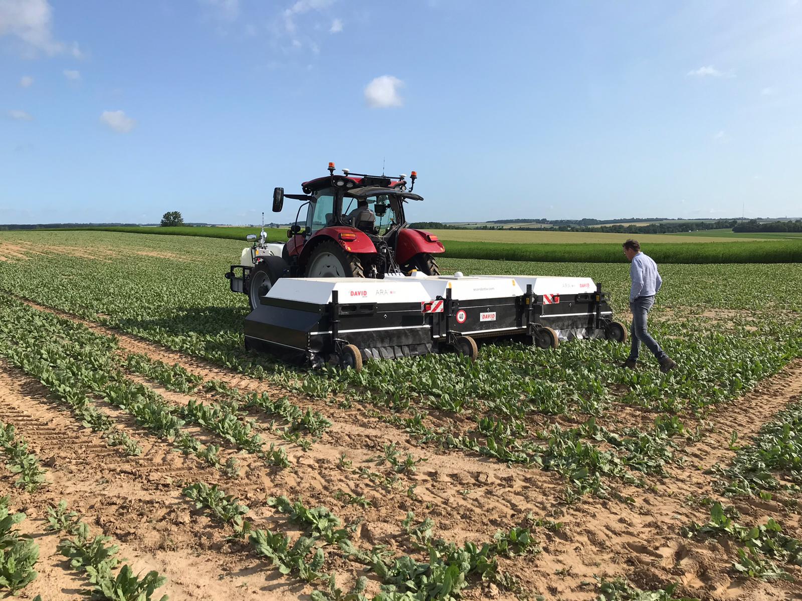 Test du désherbage de précision autour des pousses d'endives, juin 2023