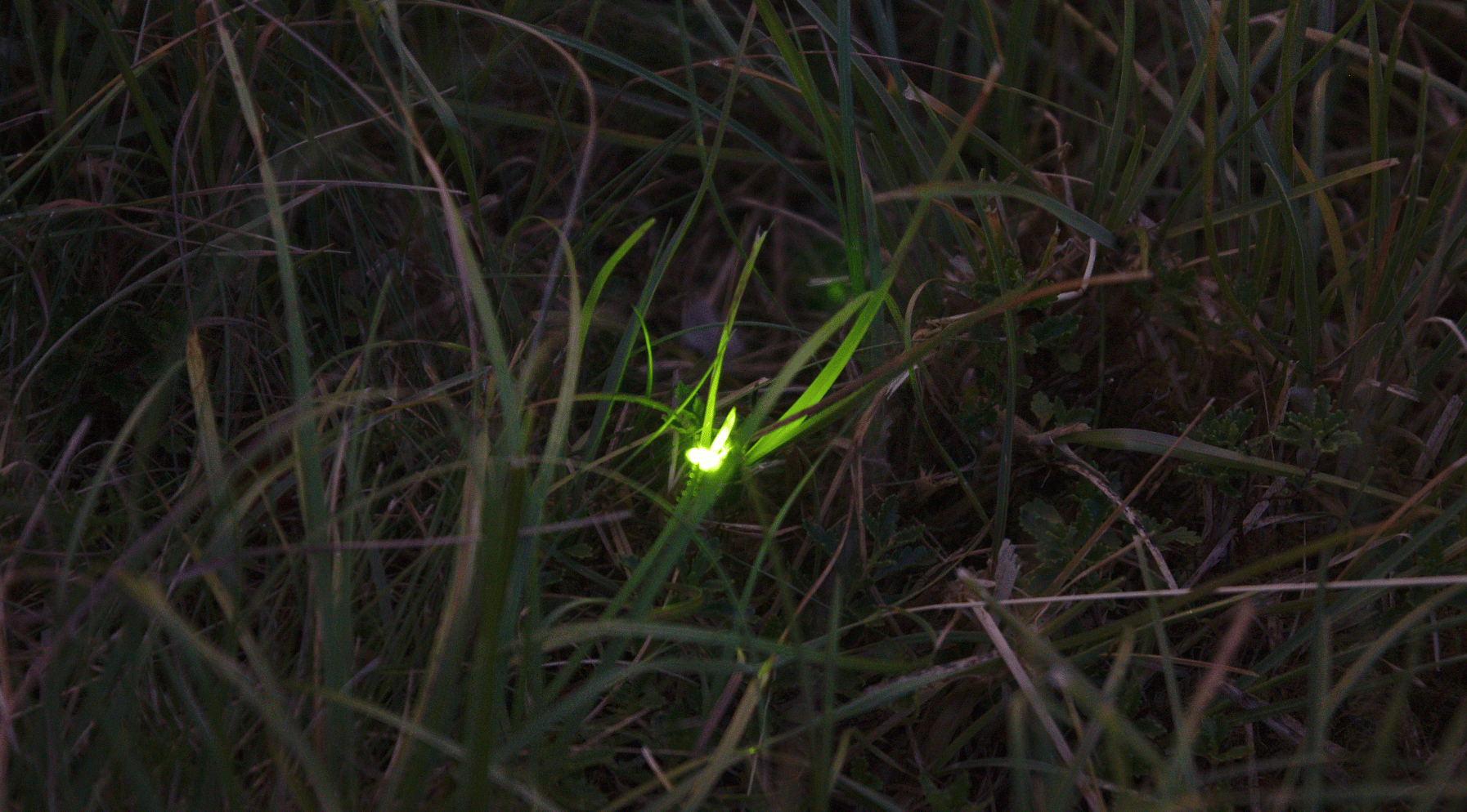 Une nouvelle étoile dans la prairie  © Observatoire des vers luisants et des lucioles