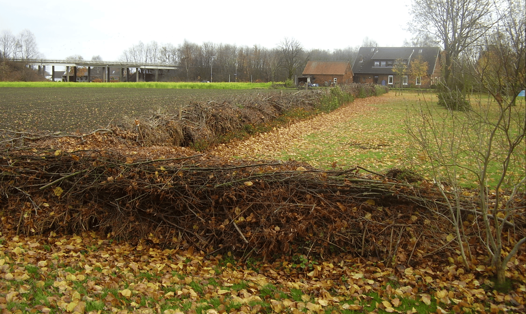 Exemple de haie sèche créée avec des branches mortes 