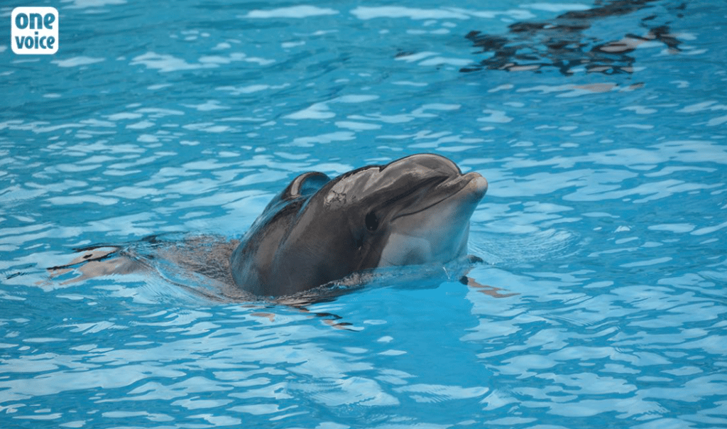 Femke était emprisonnée dans des delphinariums depuis 1984, ici en France au Parc Astérix, dans ses dernières années.