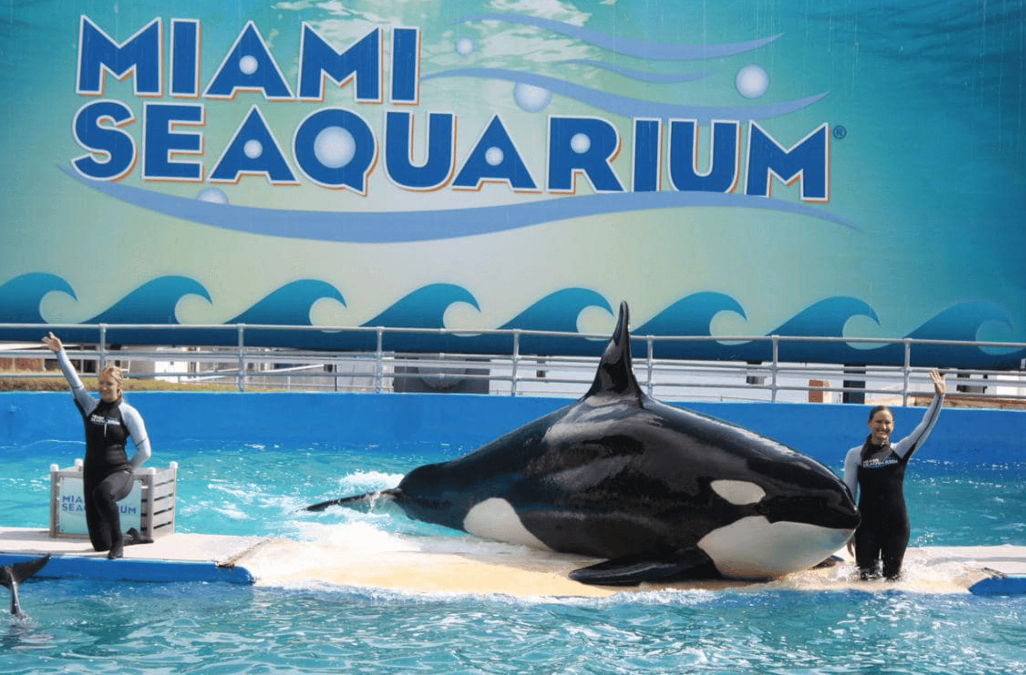Lolita, obligée de se produire en spectacle au Seaquarium de Miami. 