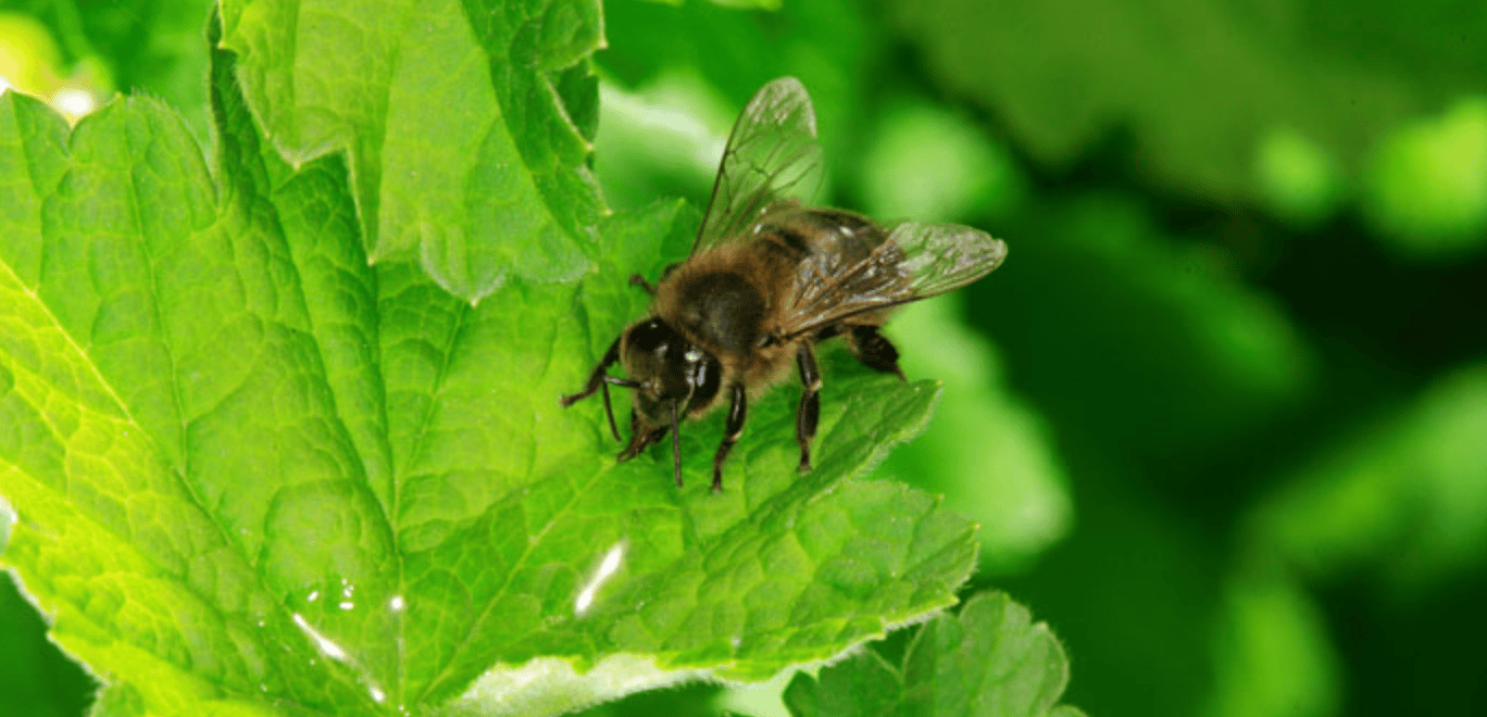 Abeille européenne (Apis mellifera) buvant l'eau de pluie captée par une feuille 