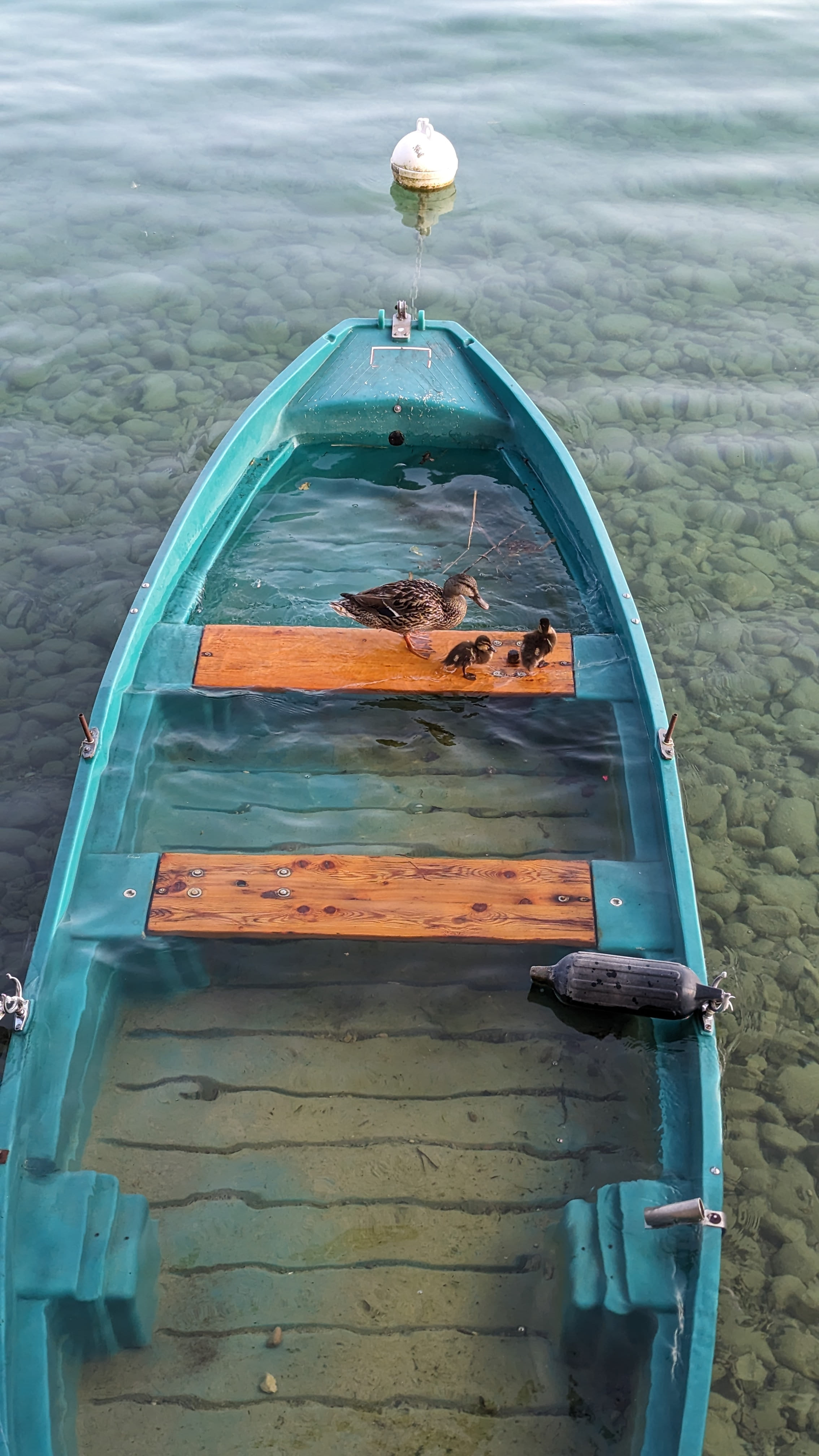 Famille Canard en balade
