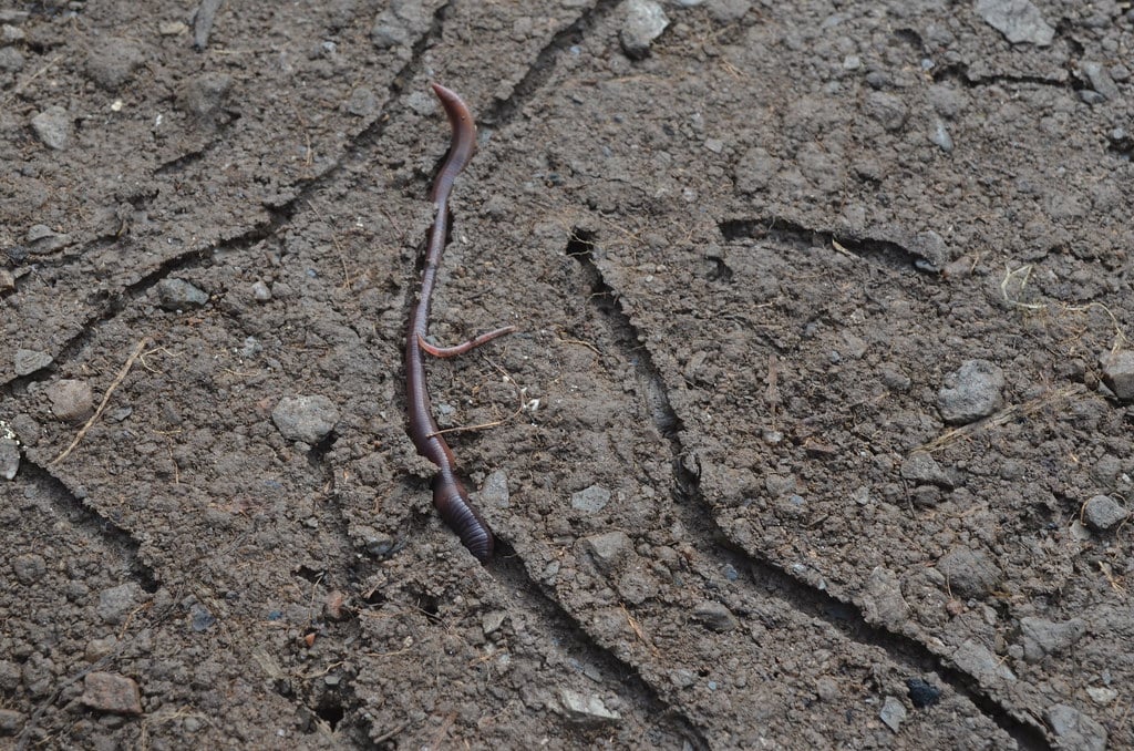 Galeries de vers de terre sous un pot de fleurs 