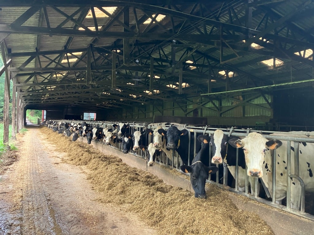 Les vaches en stabulation (Crédits : Jacques Huet)