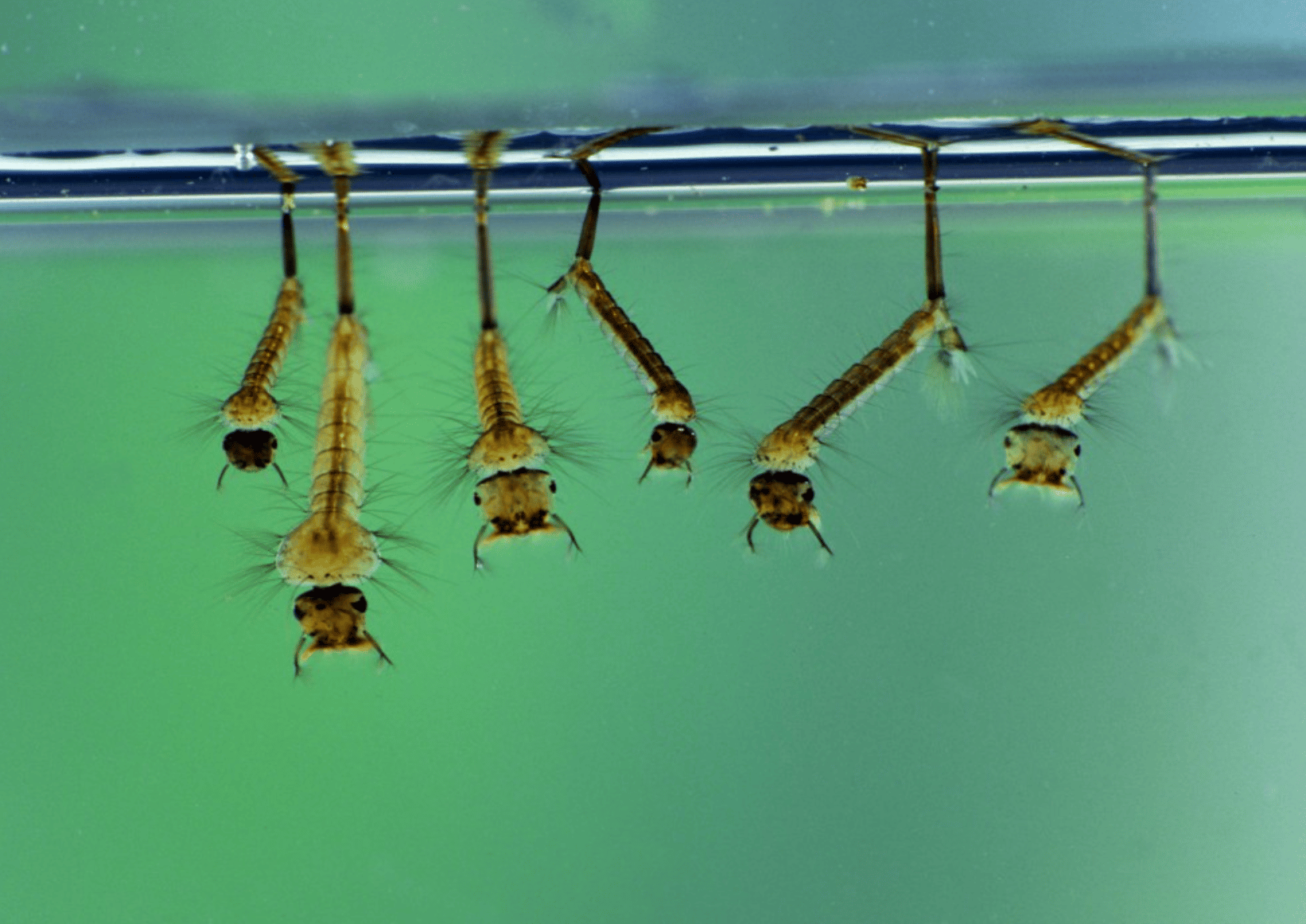 Larves de moustiques dans l'eau 