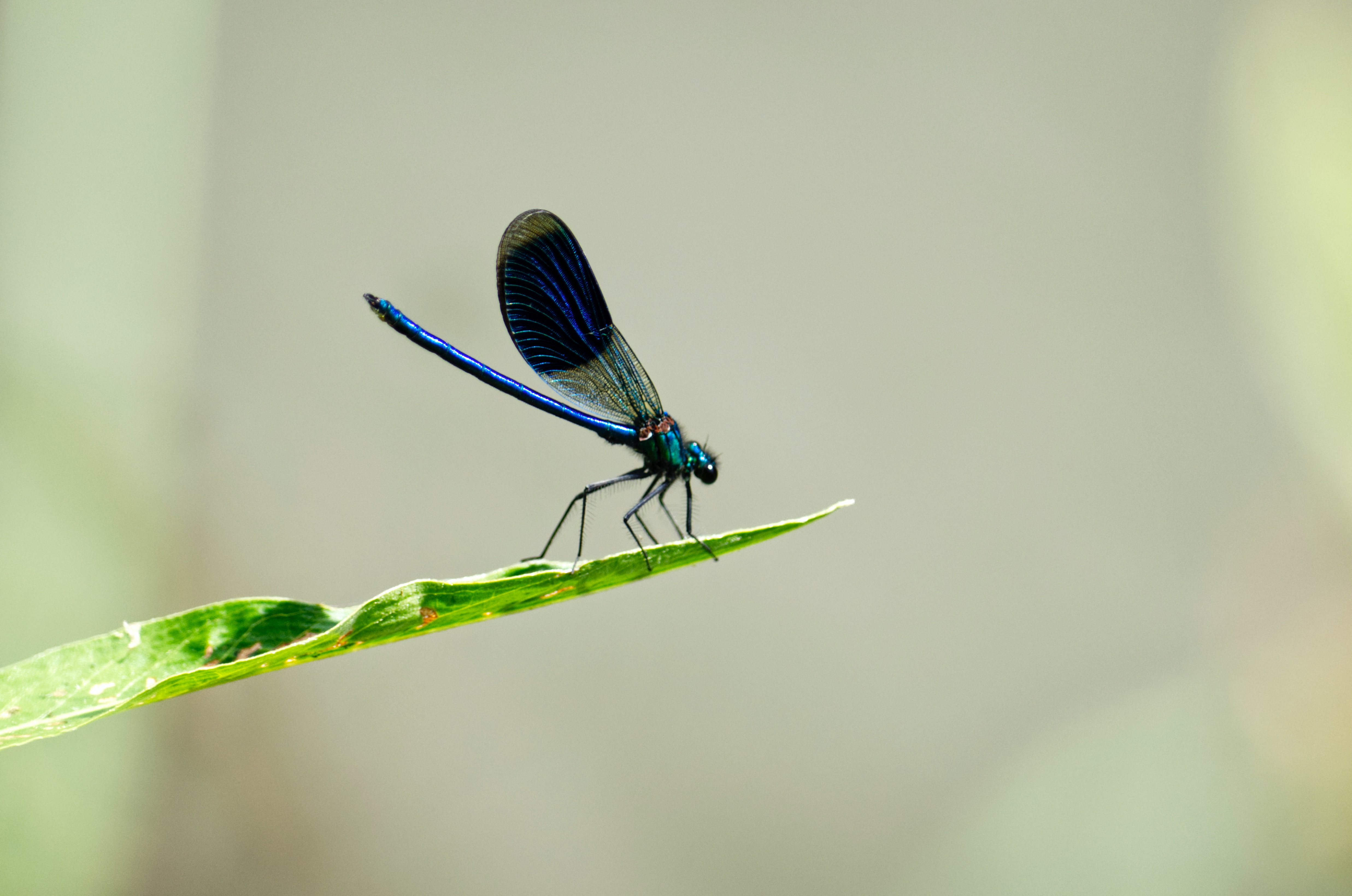 Une demoiselle © A Perry