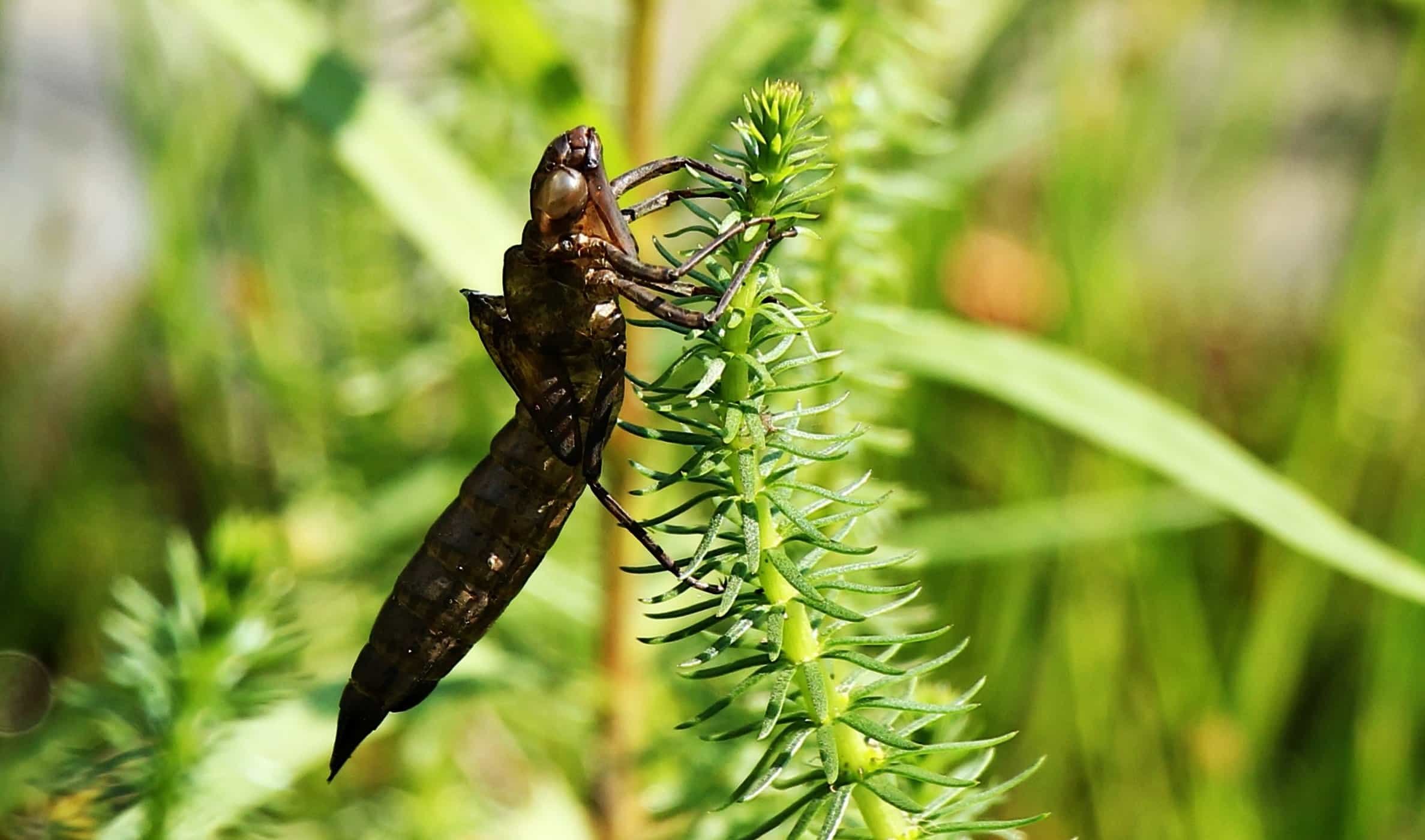 Une larve de libellule, un véritable alien 