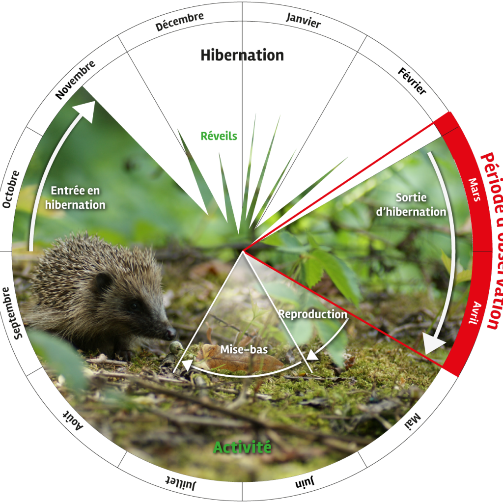 Cycle de vie du hérisson © Les sentinelles du climat