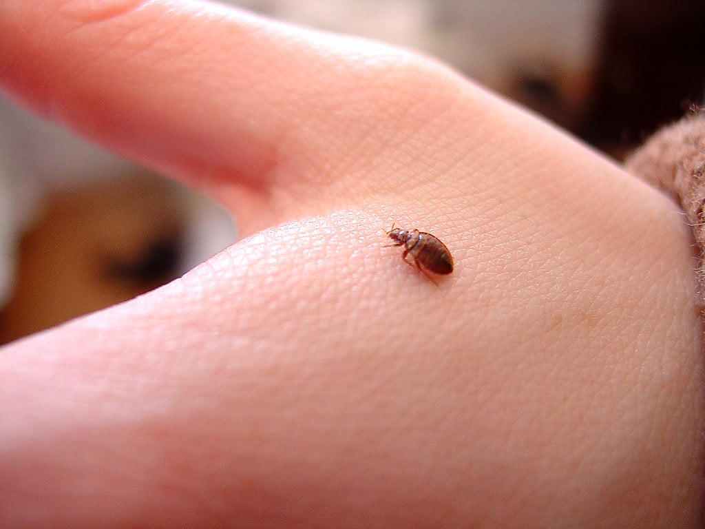 BOUH UNE PUNAISE ! Vous avez eu peur hein ? 