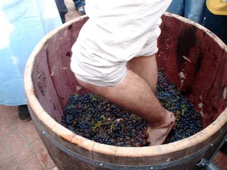 «&nbsp;Hein&nbsp;? Ah non, c’est de la biodynamie, on ne se lave pas les pieds avant.&nbsp;»