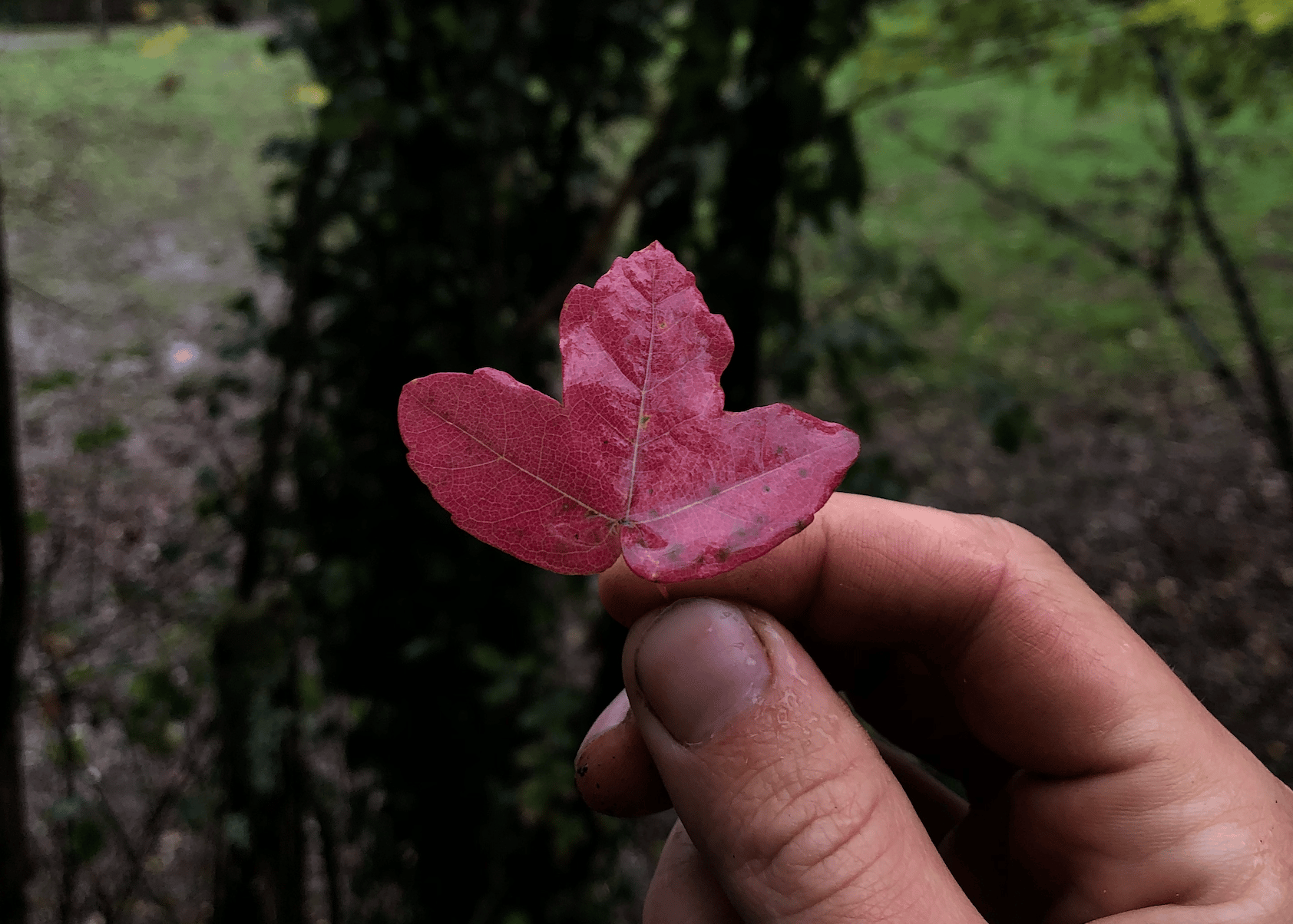 Le rouge magnifique des feuilles de l'érable de Montpellier (et mes doigts sales derrière) 