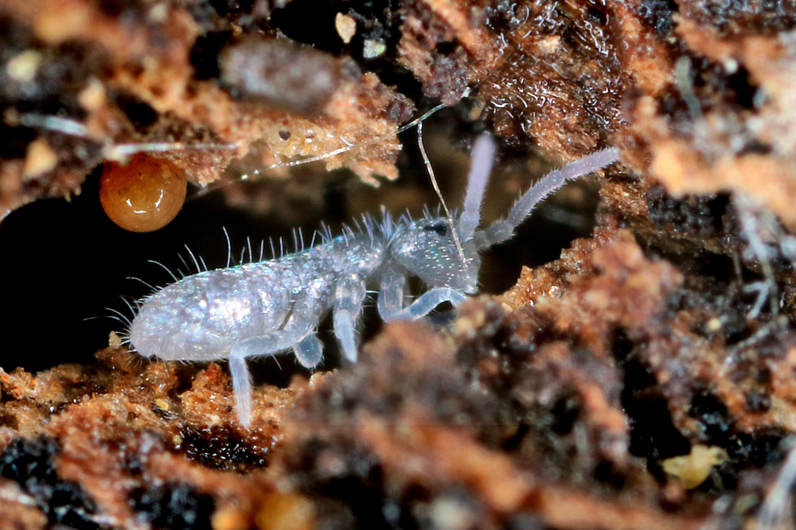 Collembole juvénile en train de se nourrir 