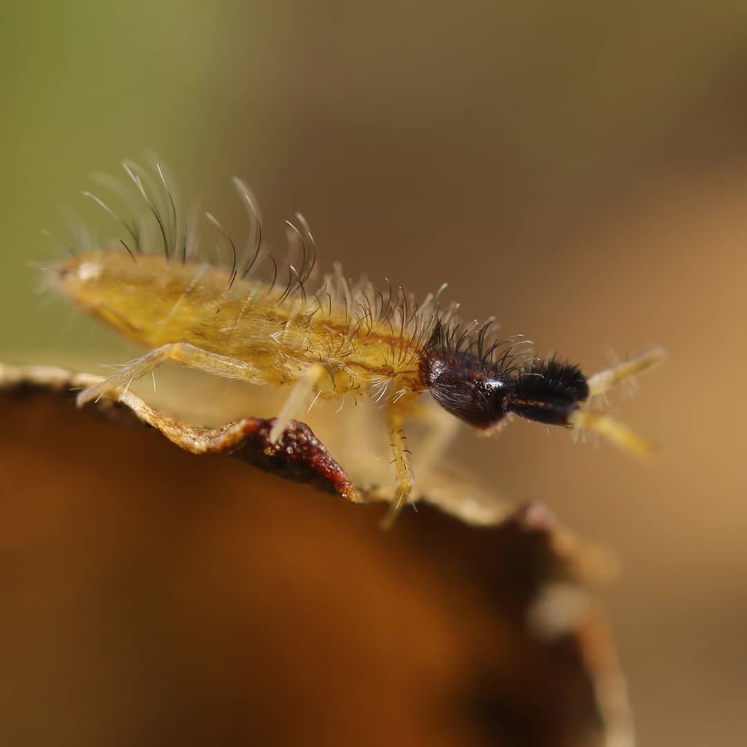 Orchesella cf. pulchra - Taille : 2mm © Jérôme Picard