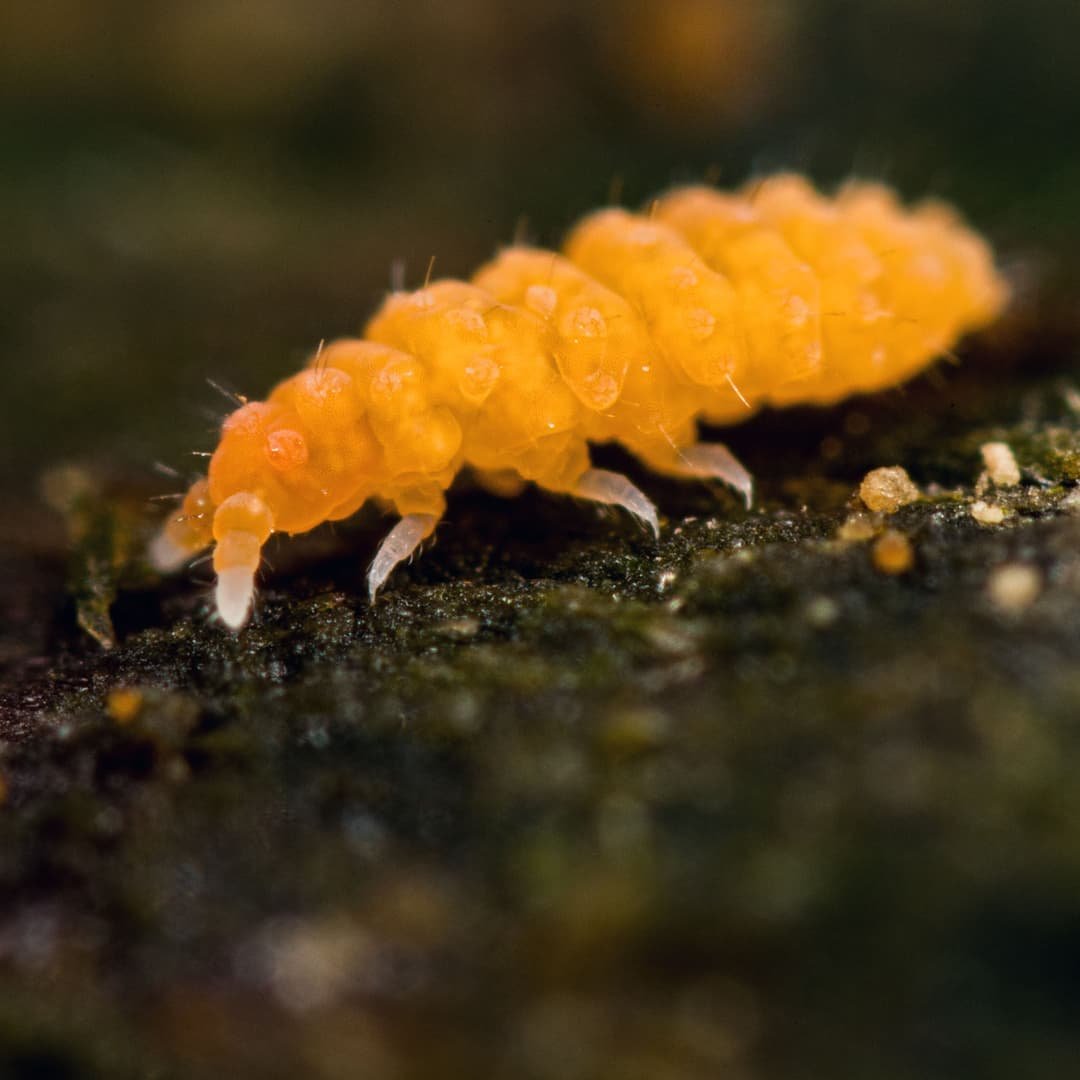Bilobella aurantiaca - Taille : 0.8mm © Jérôme Picard