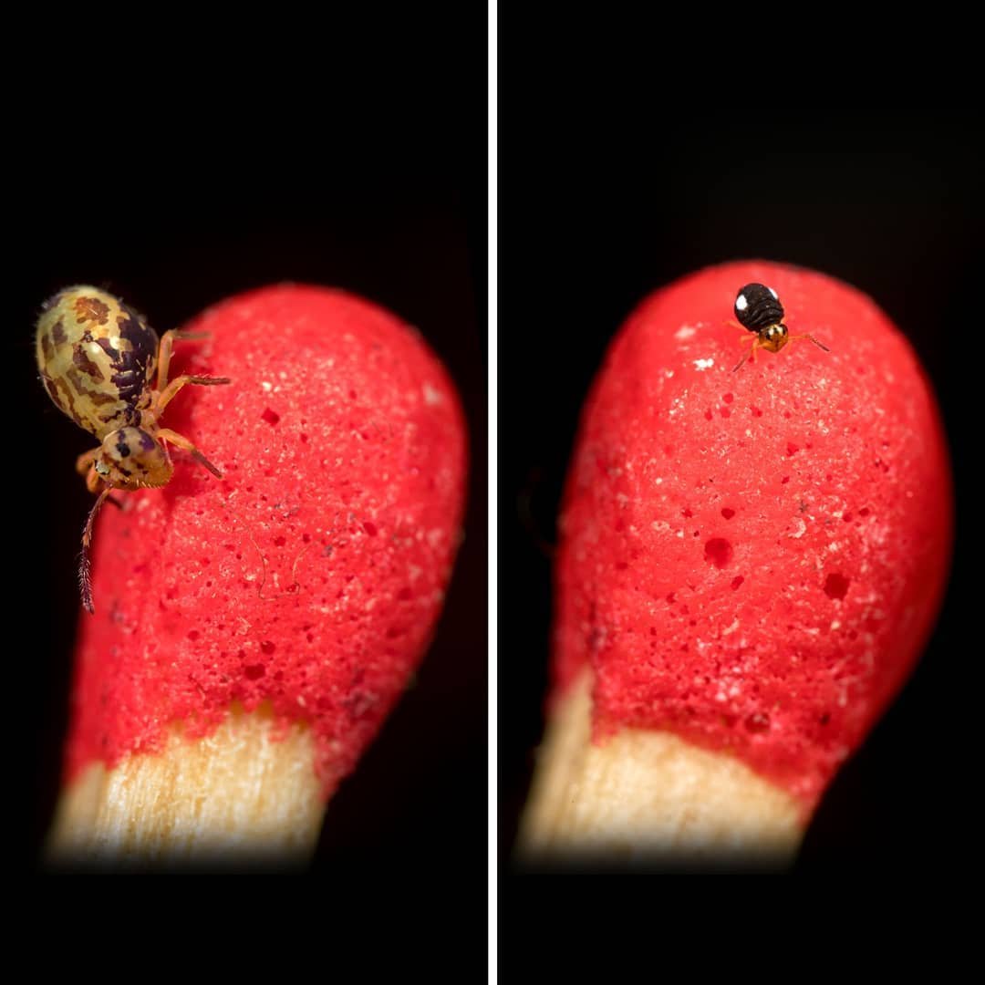 Sur une allumette © Jérôme Picard